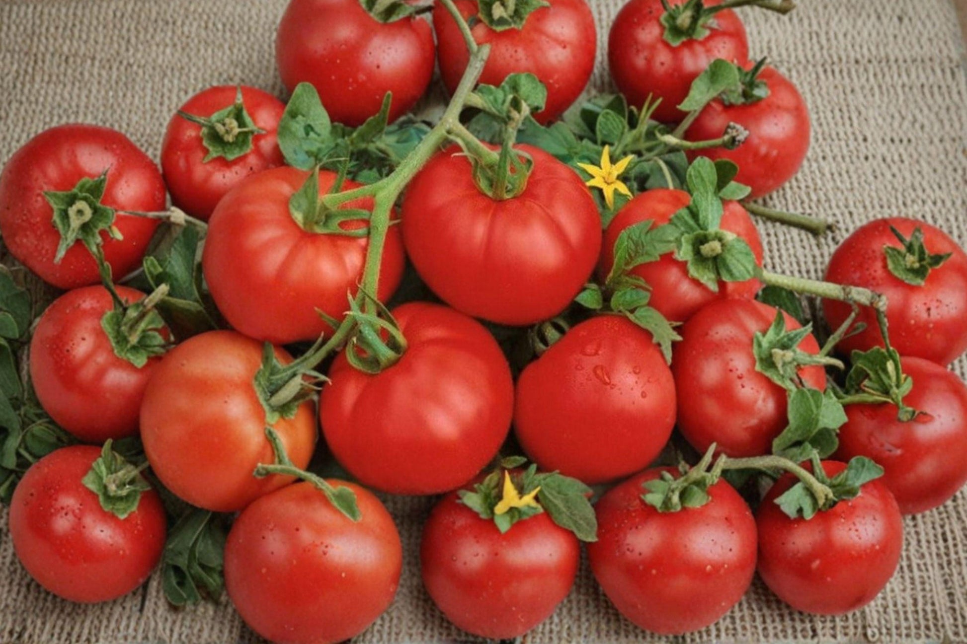 Ace 55 Heirloom Tomato Seeds – Medium, Low-Acid, High-Yield Determinate Variety, 60+ Seeds for Garden, Container, and Raised Bed Planting
