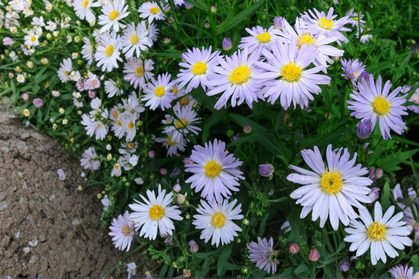 New York Aster Seeds 100 Pack – Symphyotrichum novi-belgii Herbaceous Perennial for Borders, Meadows, Pollinator Garden