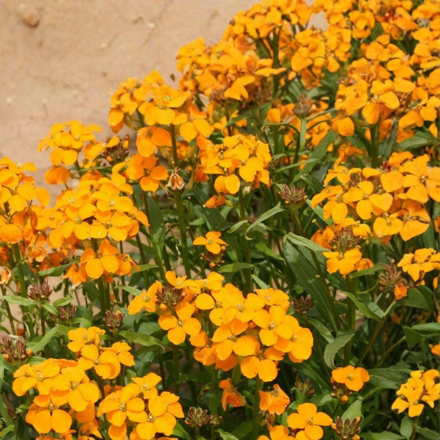 Siberian Wallflower Seeds, Orange Erysimum, Pollinator Garden Plant, 100 Seeds, Cheiranthus allionii