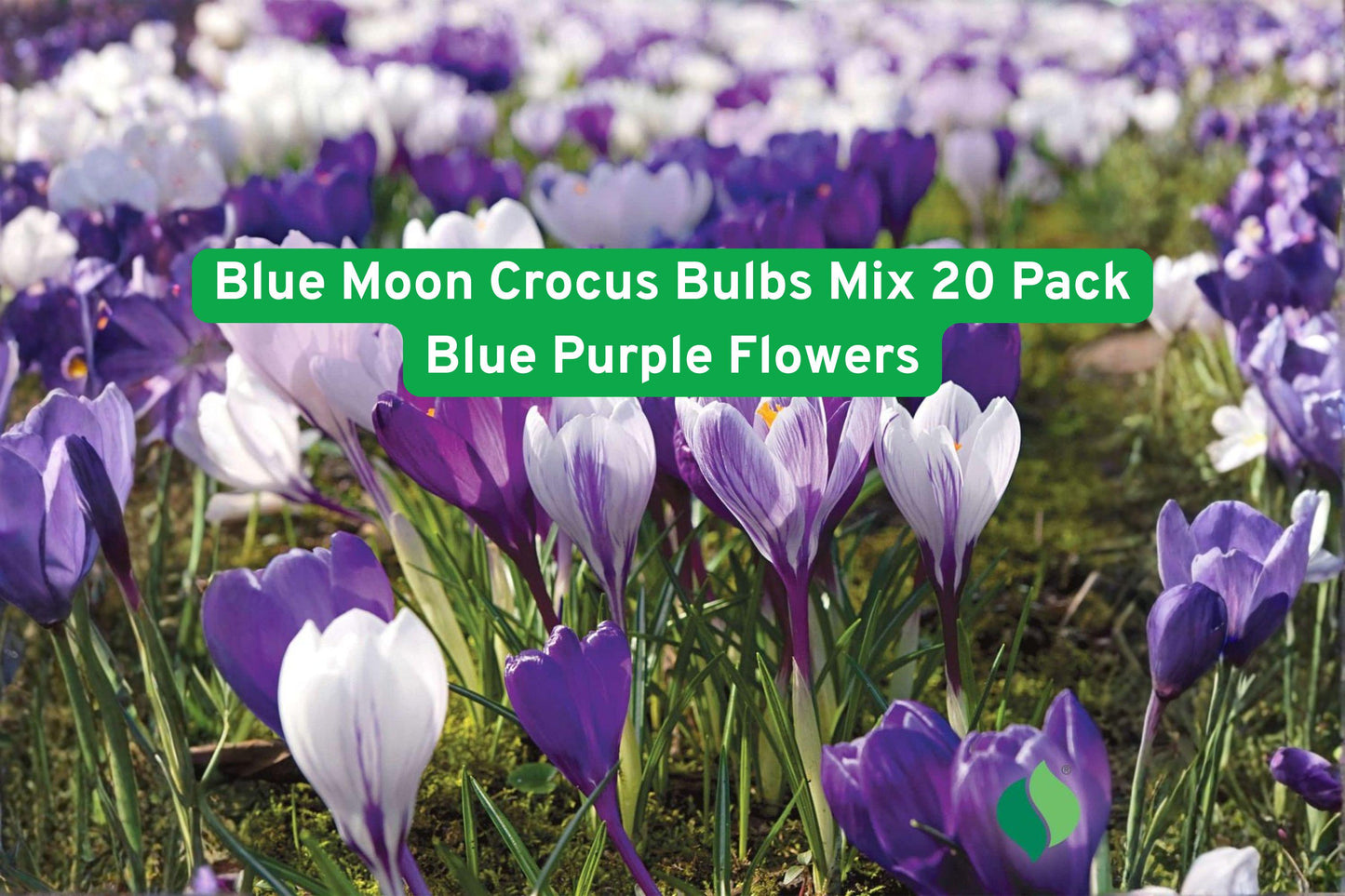 blue crocus bulbs, purple flower bulbs, spring flowering bulbs, perennial crocus mix, garden border bulbs, naturalizing crocus, early spring flowers, container crocus bulbs, pollinator friendly plants, low maintenance bulbs, blue purple garden plants, outdoor flower bulbs, early bloom bulbs