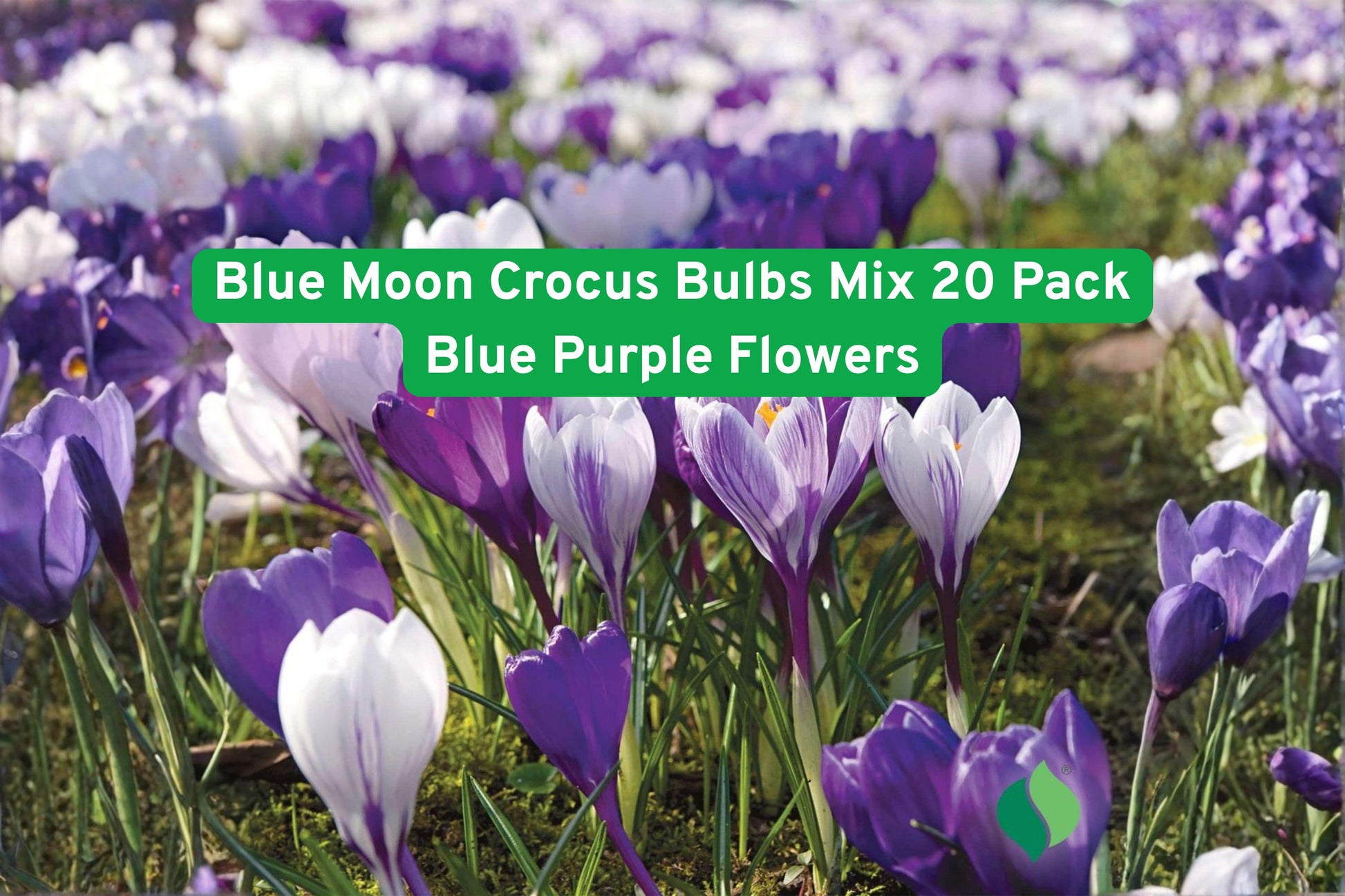 blue crocus bulbs, purple flower bulbs, spring flowering bulbs, perennial crocus mix, garden border bulbs, naturalizing crocus, early spring flowers, container crocus bulbs, pollinator friendly plants, low maintenance bulbs, blue purple garden plants, outdoor flower bulbs, early bloom bulbs