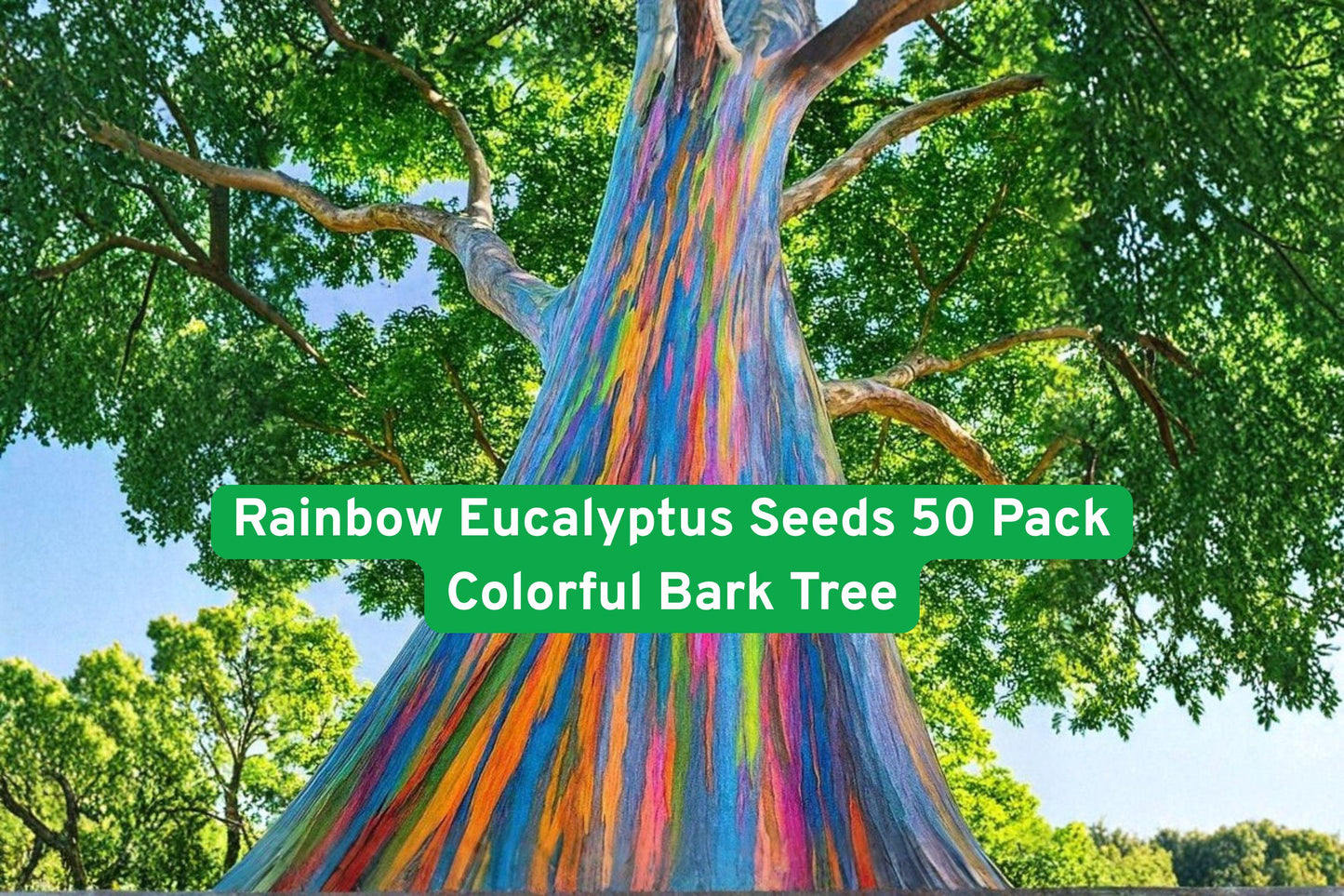 Rainbow Eucalyptus Seeds, Exotic Tree Seeds, Tropical Plant Seeds, Colorful Bark Tree, Rare Eucalyptus Seeds, Fast-Growing Tree Seeds, Landscape Focal Point, Unique Garden Plant, Multi-Color Bark Seeds, Warm Climate Tree, Tall Ornamental Tree, Tropical Garden Plant, Eucalyptus deglupta Seeds