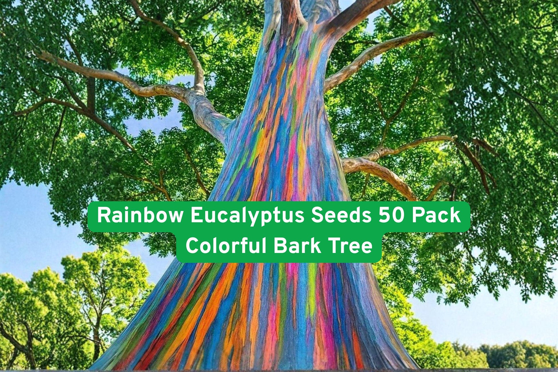 Rainbow Eucalyptus Seeds, Exotic Tree Seeds, Tropical Plant Seeds, Colorful Bark Tree, Rare Eucalyptus Seeds, Fast-Growing Tree Seeds, Landscape Focal Point, Unique Garden Plant, Multi-Color Bark Seeds, Warm Climate Tree, Tall Ornamental Tree, Tropical Garden Plant, Eucalyptus deglupta Seeds