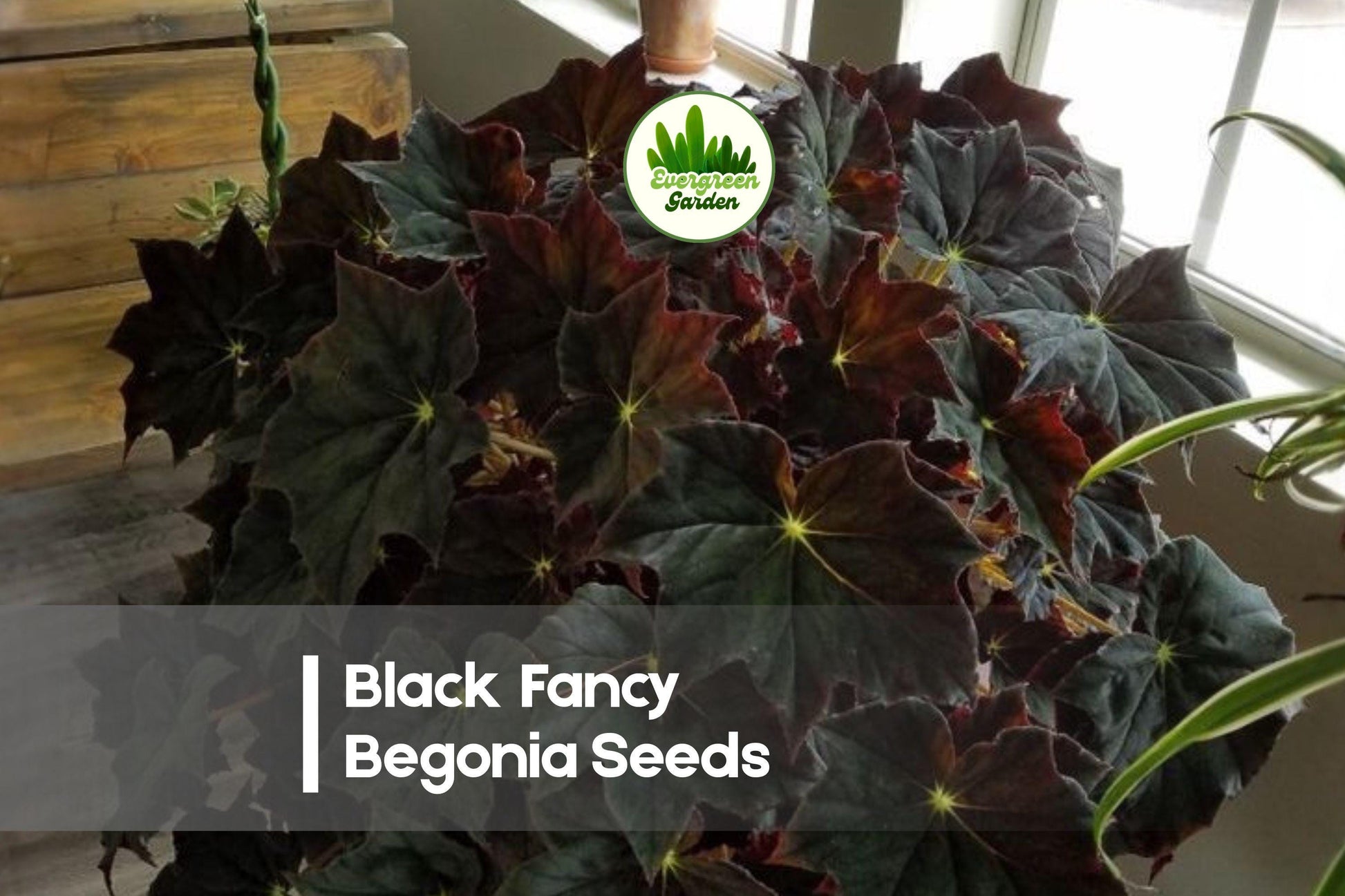 Black Fancy Rex Begonia Seeds – Dark Burgundy & Silver Foliage, Indoor & Shade Garden, Begonia rex hybrid