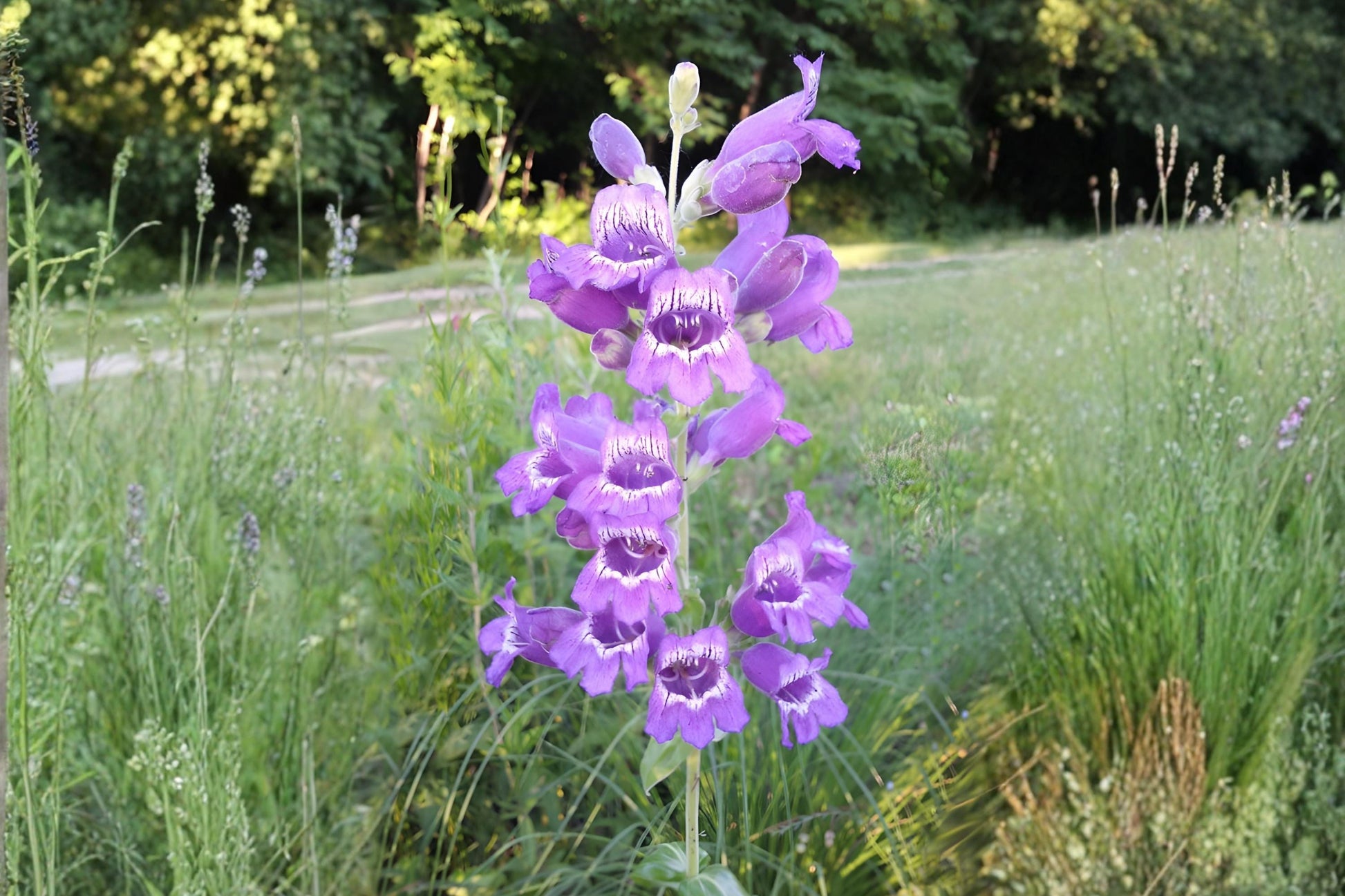 Showy Beardtongue Seeds, Penstemon cobaea, Native Wildflower, Drought Tolerant, Pollinator Attractant, Lavender Blooms