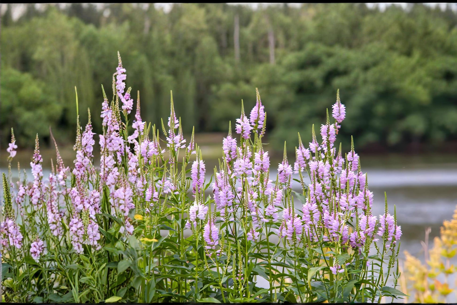 Obedient Plant Seeds (Physostegia virginiana) – Native Perennial with Pink to Lavender Tubular Flowers for Pollinator Gardens