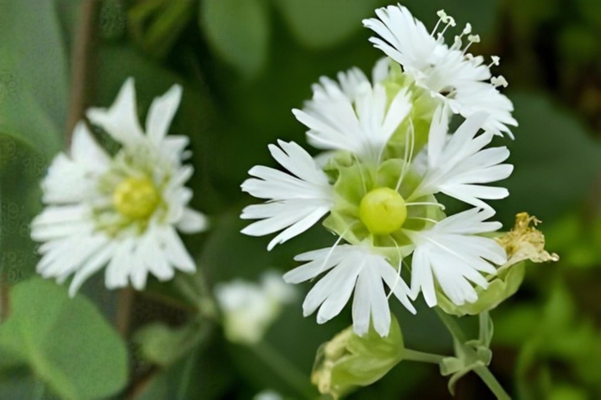 Starry Campion Seeds (100) | Native Wildflower with White Star-Shaped Blooms | Silene stellata