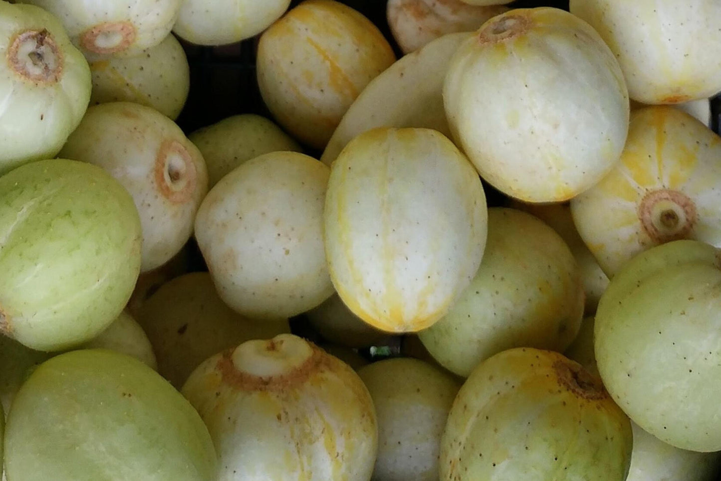 Lemon Cucumber Seeds, Heirloom, High Yield, Crisp Sweet Flavor, Round Yellow Cucumbers, Non-GMO, 100+ Seeds