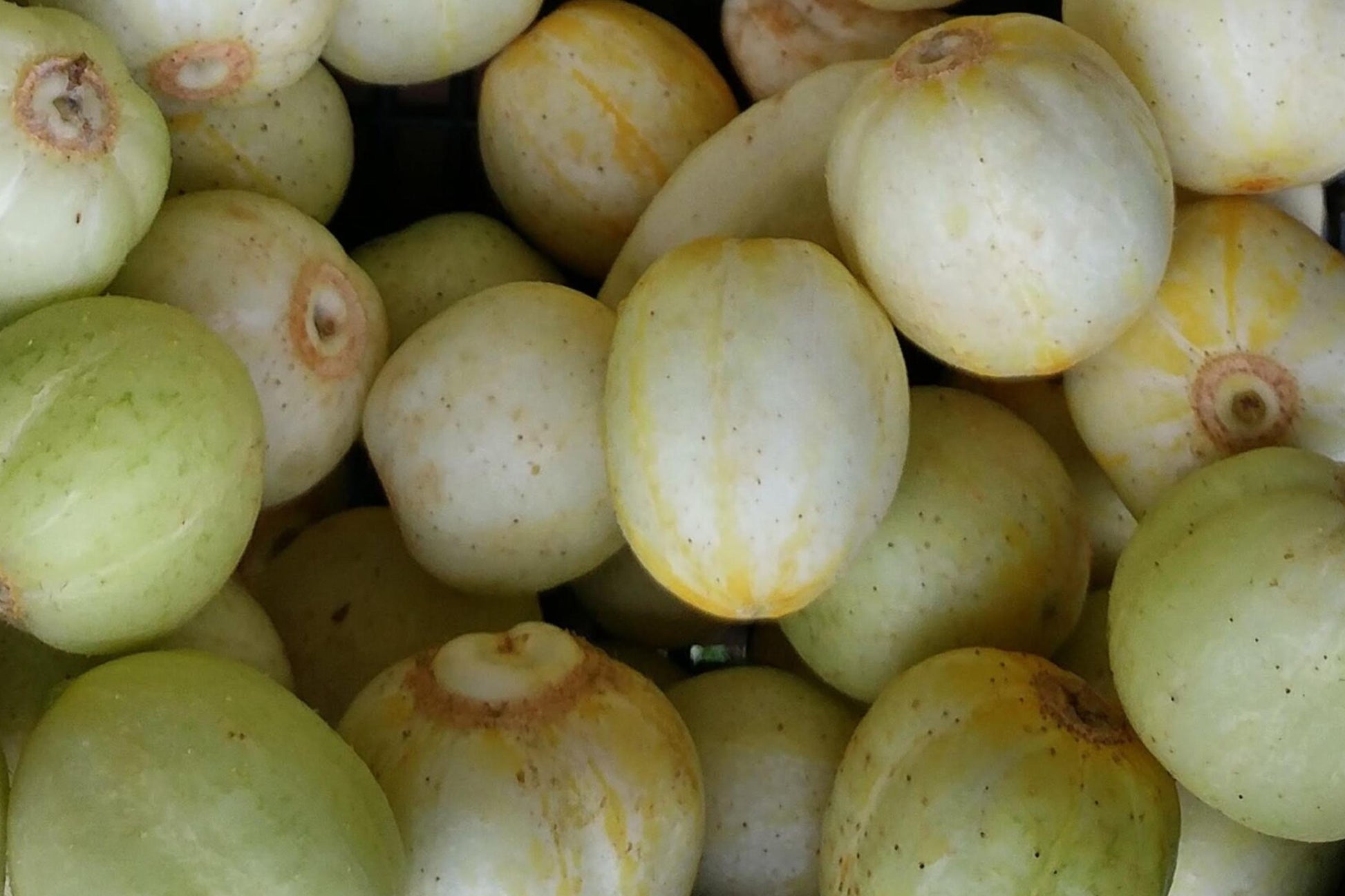 Lemon Cucumber Seeds, Heirloom, High Yield, Crisp Sweet Flavor, Round Yellow Cucumbers, Non-GMO, 100+ Seeds