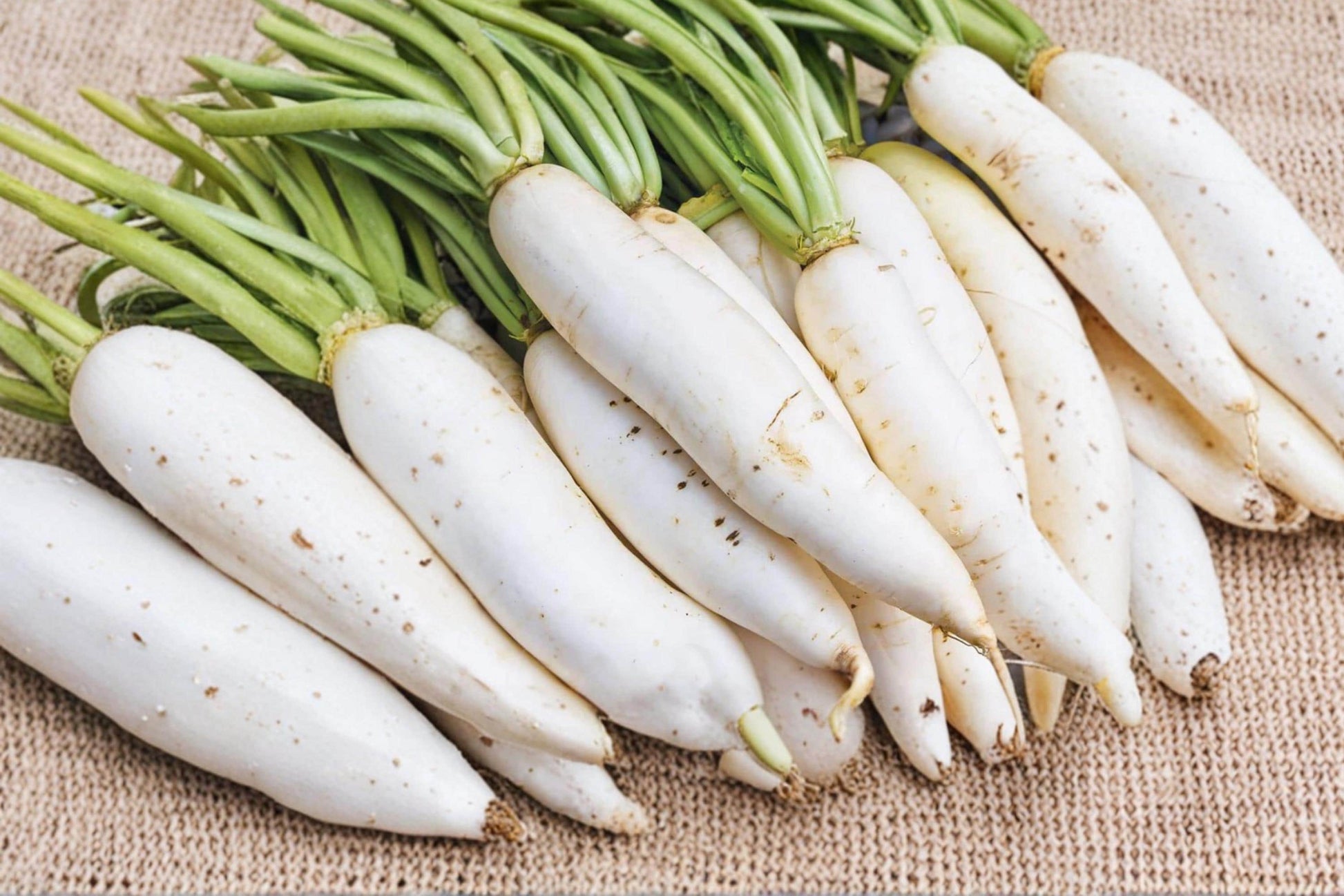 White Icicle Radish Seeds – Organic Heirloom, Fast Growing, Crisp Root Vegetable, 300+ Seeds