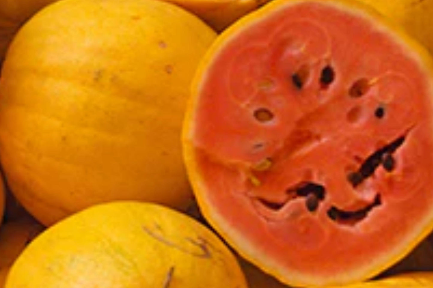 Golden Midget Watermelon Seeds – Organic Mini Heirloom, Yellow Rind Red Flesh, Compact Vine, 12 Seeds