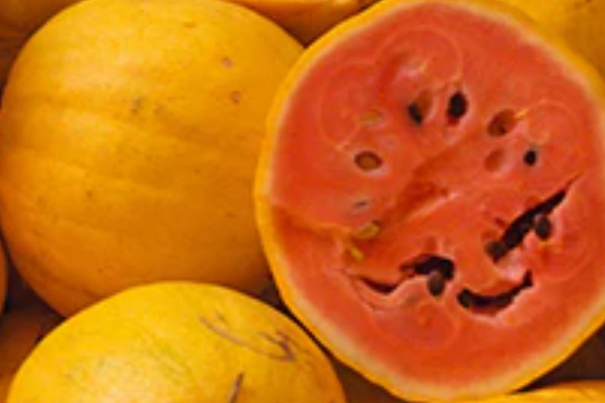 Golden Midget Watermelon Seeds – Organic Mini Heirloom, Yellow Rind Red Flesh, Compact Vine, 12 Seeds