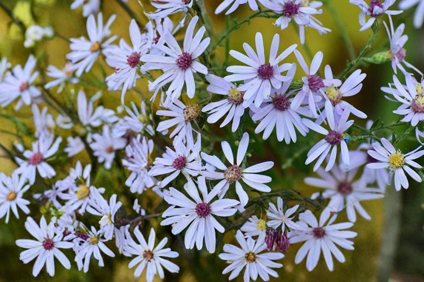 Short’s Aster Seeds – Symphyotrichum shortii – Native Perennial with Pale Lavender to Blue Flowers, Full Sun to Partial Shade