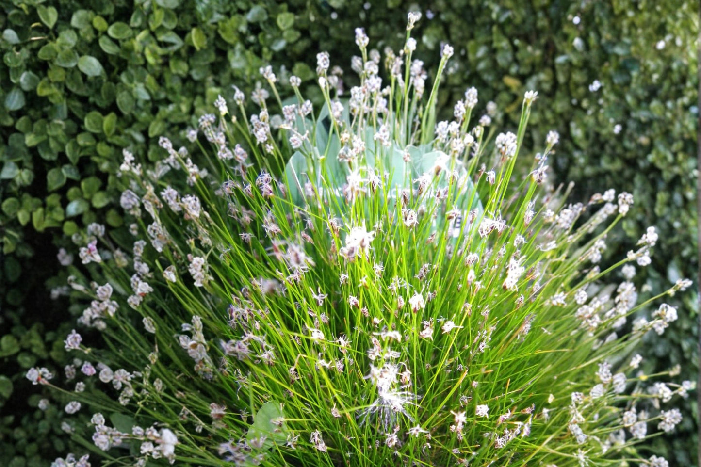 Spike Rush Seeds 100 Pack – Eleocharis acicularis, Aquatic Perennial for Ponds & Water Gardens