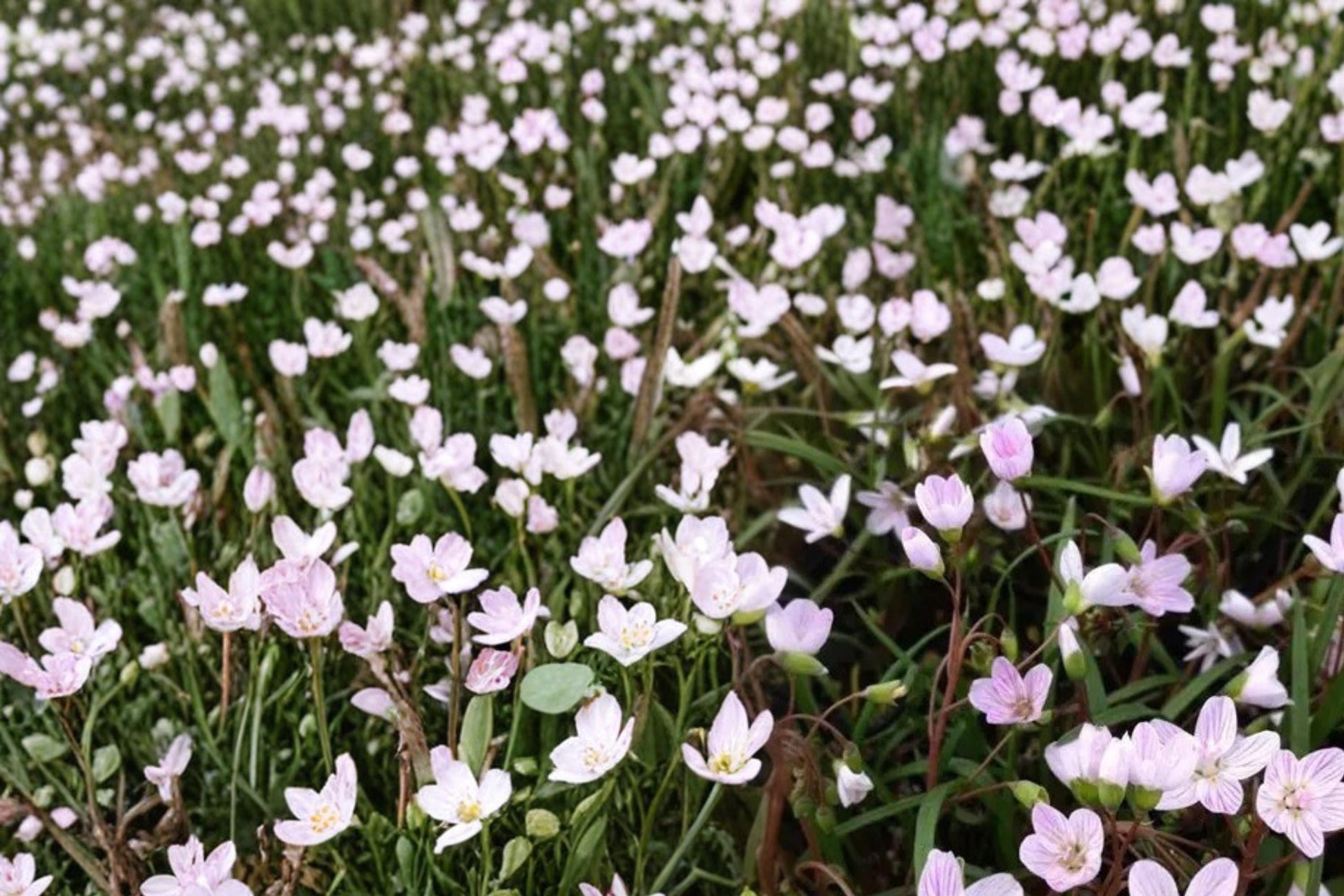 Spring Beauty Seeds – Claytonia virginica, Native Woodland Perennial with White to Pale Pink Flowers