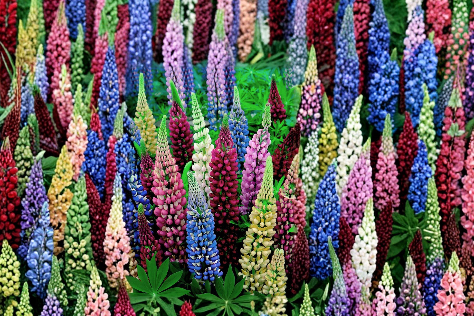 Russell Lupine Seeds Mixed Colors – Perennial Flower Seeds for Pollinator Gardens, Tall Upright Spikes, Vibrant Blooming Plants