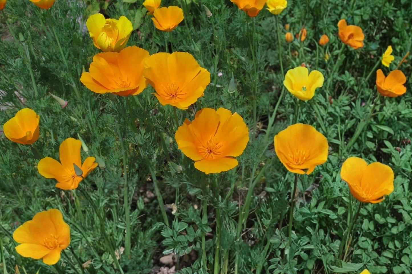 California Poppy Seeds – Eschscholzia californica, Bright Orange Wildflower, Annual Herbaceous Flower for Gardens & Meadows