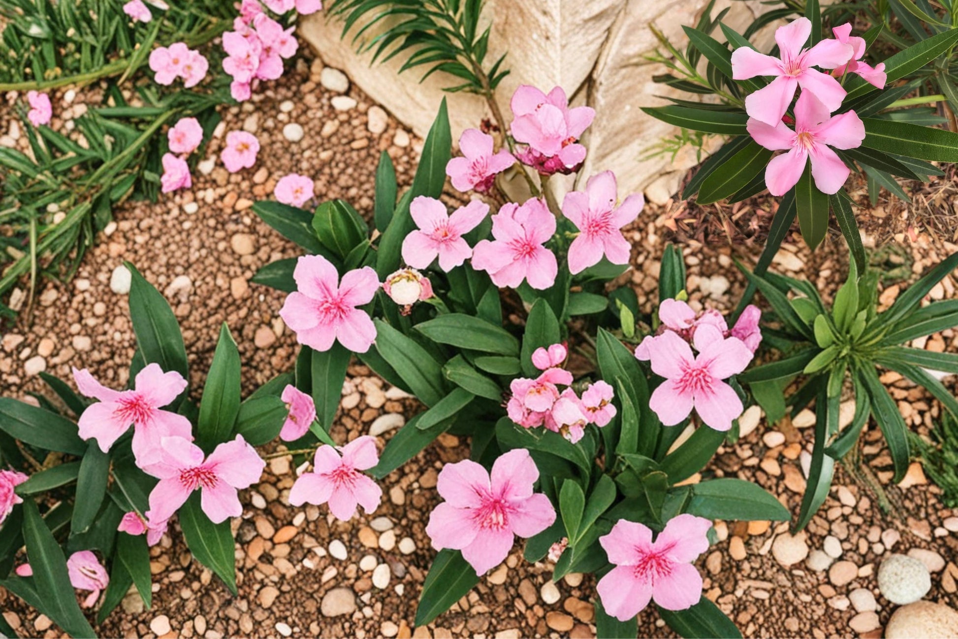 Oleander Seeds – Nerium oleander Evergreen Shrub with Pink, White, or Red Flowers for Landscaping and Hedges
