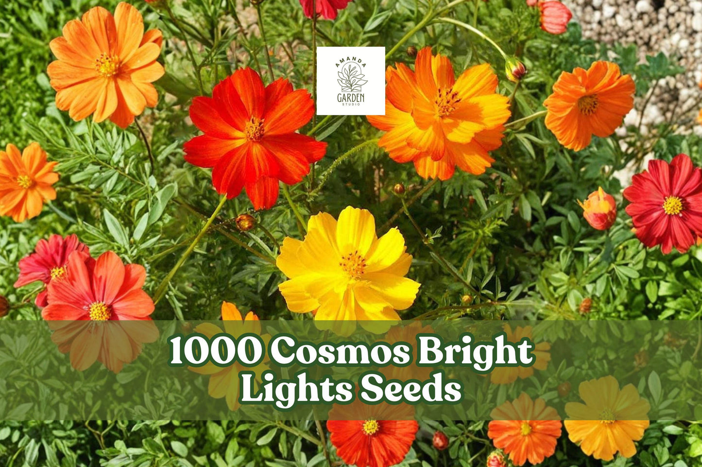 Cosmos Bright Lights Seeds - Mixed Color Annual Flower for Garden Beds & Borders - Cosmos sulphureus, 1000 Seeds