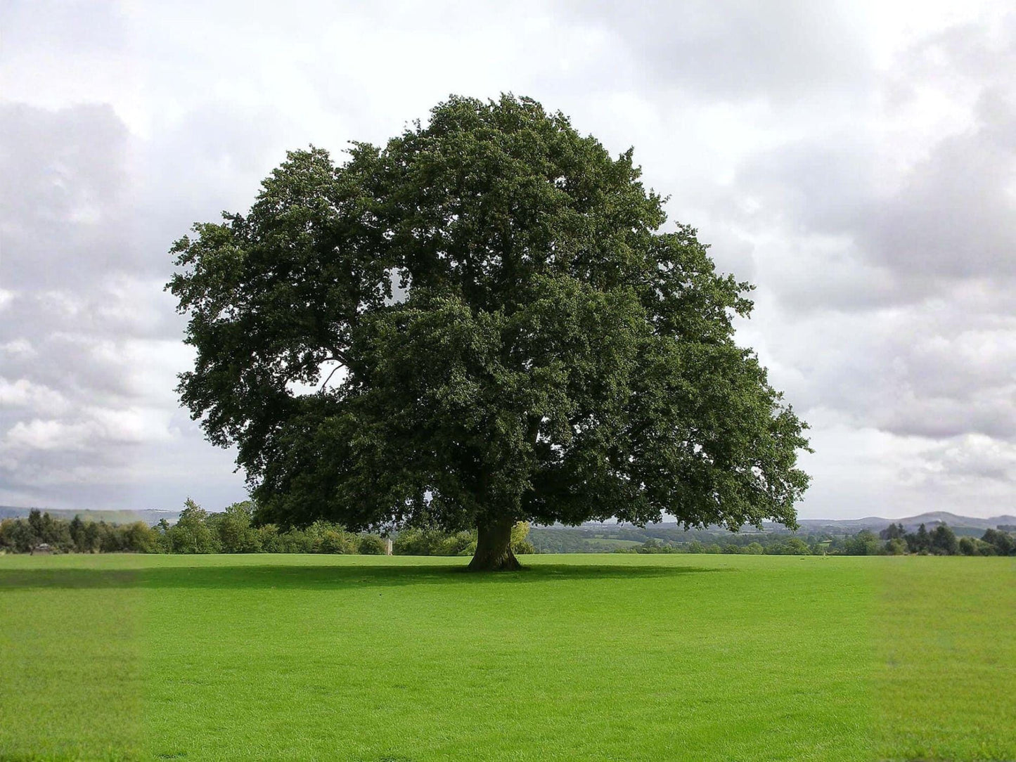 Water Oak Trees Bare Root 2 Plants Quercus nigra Shade Tree for Landscaping and Wildlife Habitat