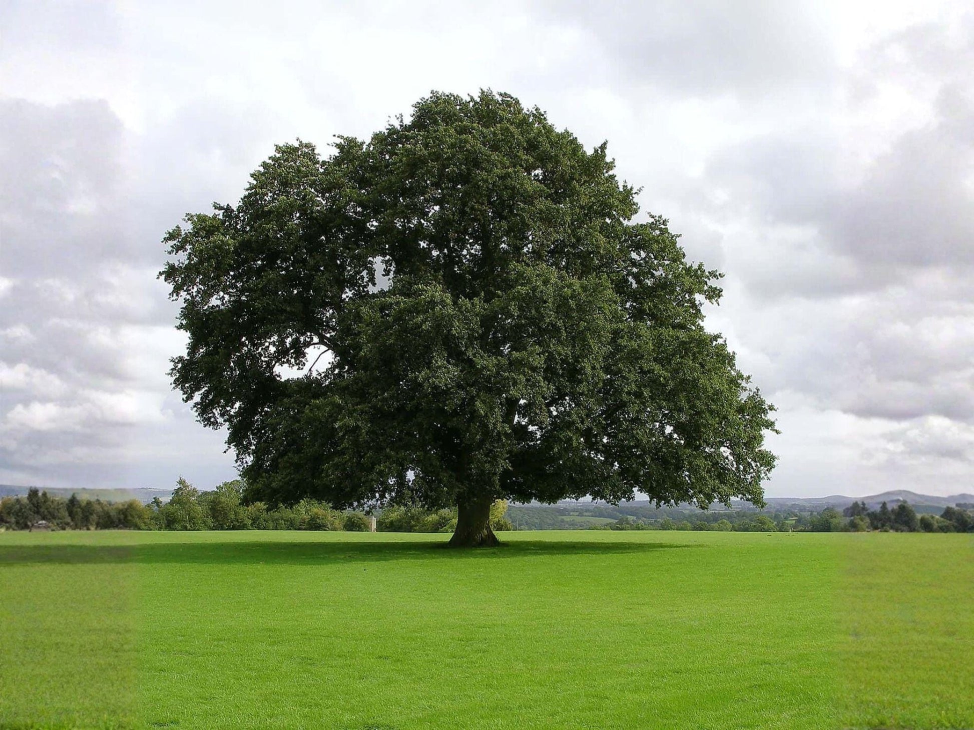 Water Oak Trees Bare Root 2 Plants Quercus nigra Shade Tree for Landscaping and Wildlife Habitat