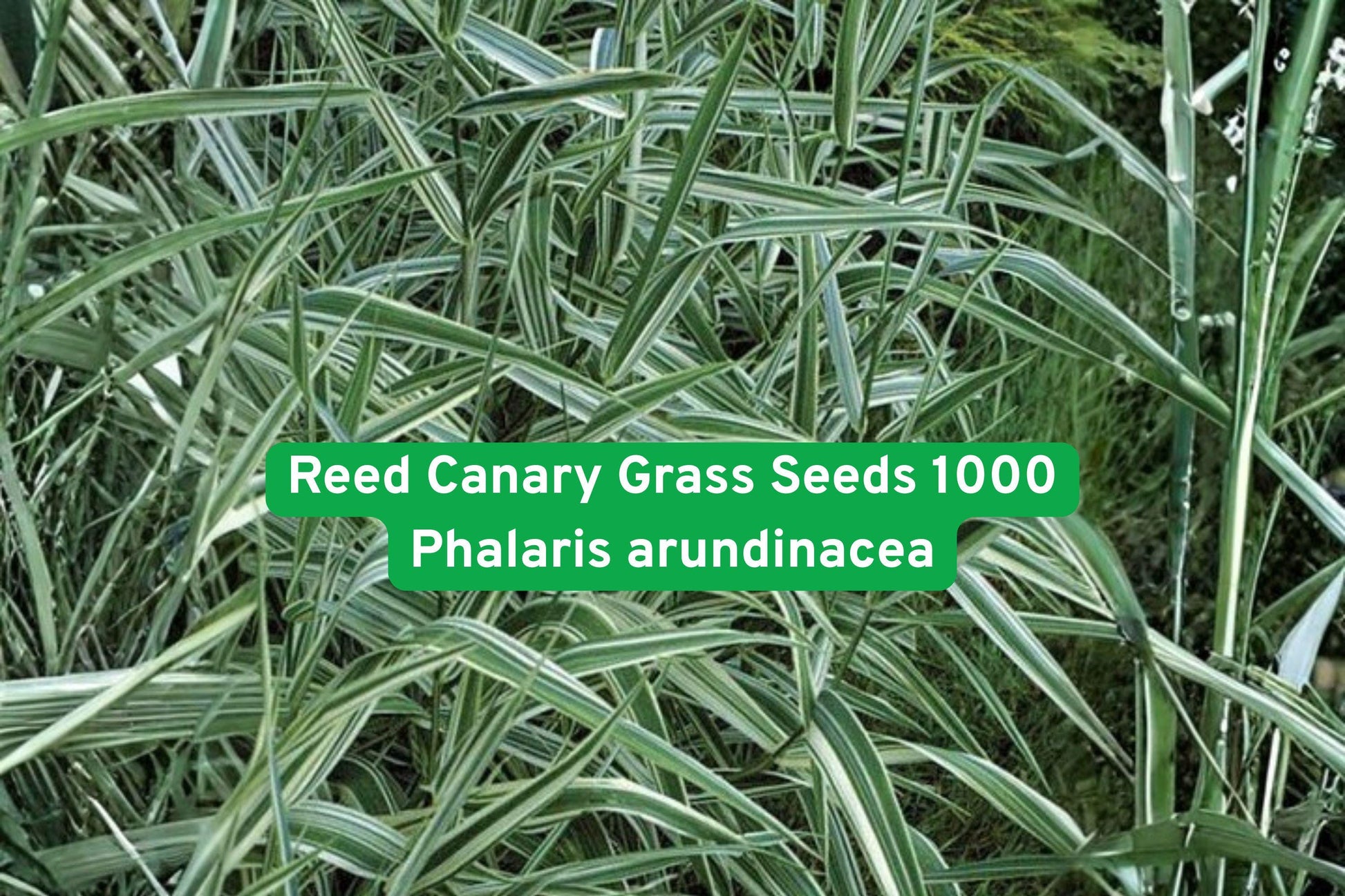 reed canary grass seeds, ornamental grass seeds, wetland plant seeds, erosion control grass, tall perennial grass, green landscape seeds, pond edge plants, moisture-loving grass, naturalized area seeds, large landscape grass, hardy perennial seeds, stream bank plants, water edge landscaping