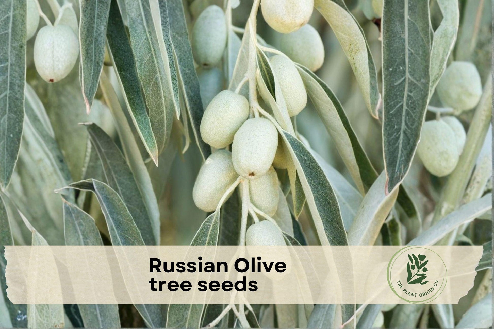 Russian Olive Tree Seeds, Elaeagnus angustifolia, Outdoor Landscaping, Garden Tree Seeds, Hardy Perennial Tree, Full Sun, Well-Draining Soil