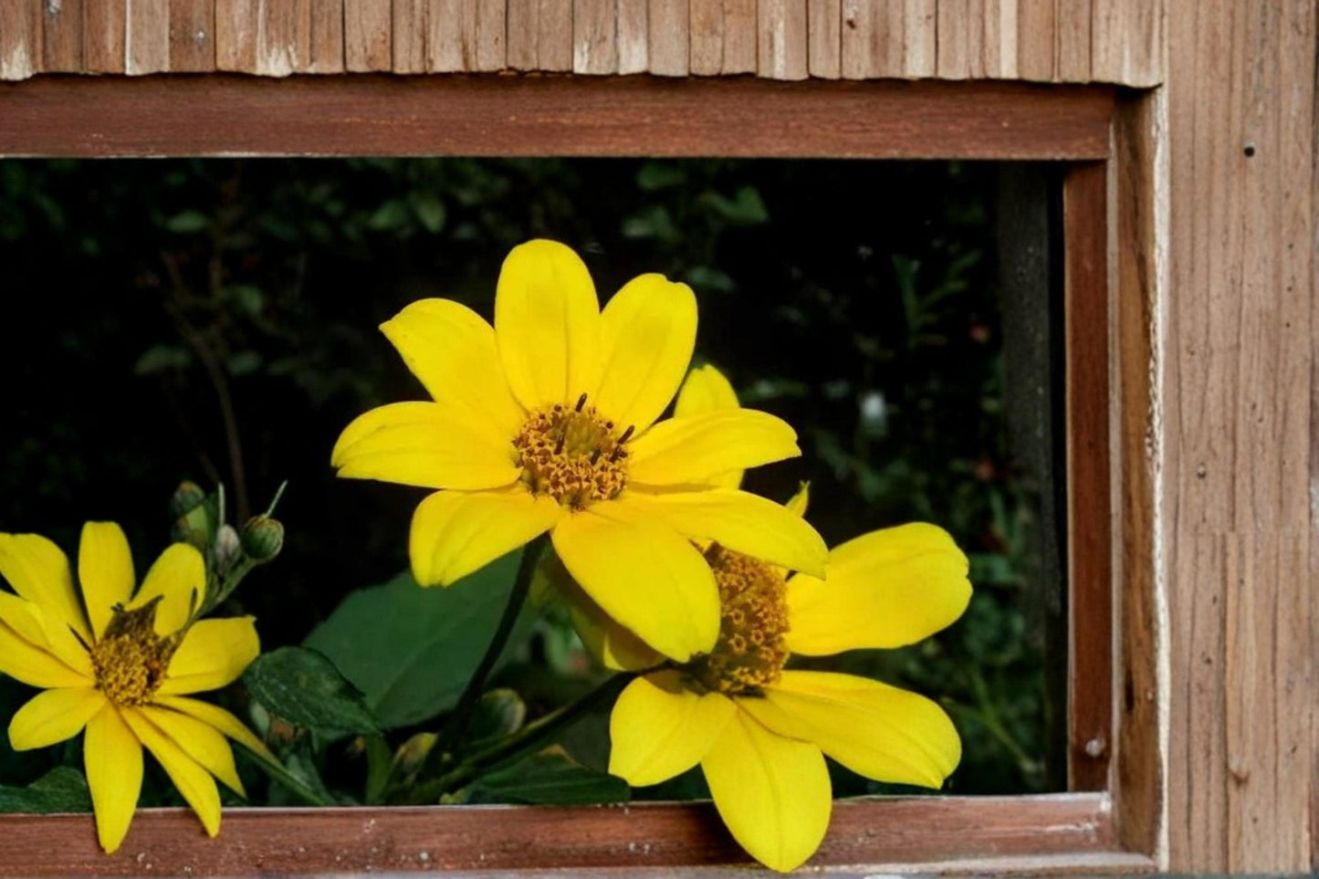 Swamp Marigold Seeds – Bidens aristosa – Bright Yellow Wildflower for Wetlands & Borders, Annual Herbaceous Plant