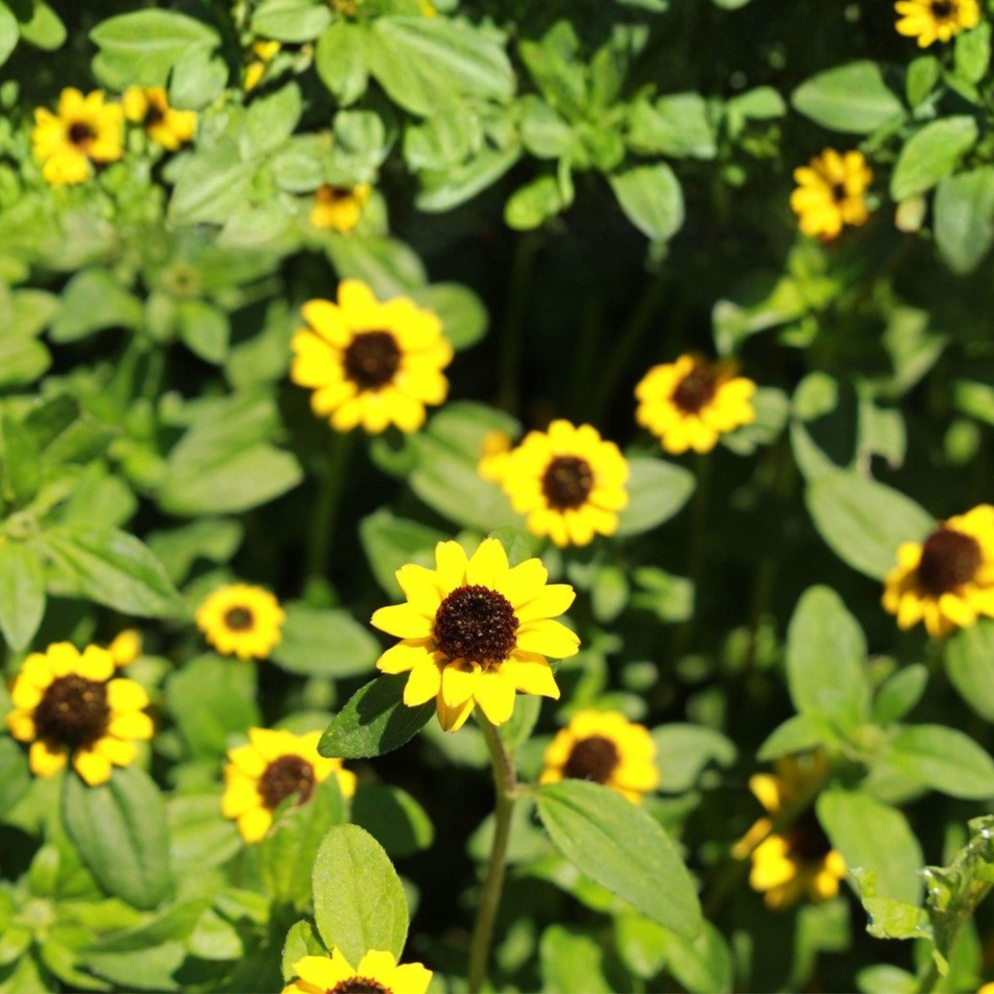 Creeping Zinnia Seeds, Sanvitalia procumbens, Groundcover Annual with Yellow Flowers, 100 Seeds