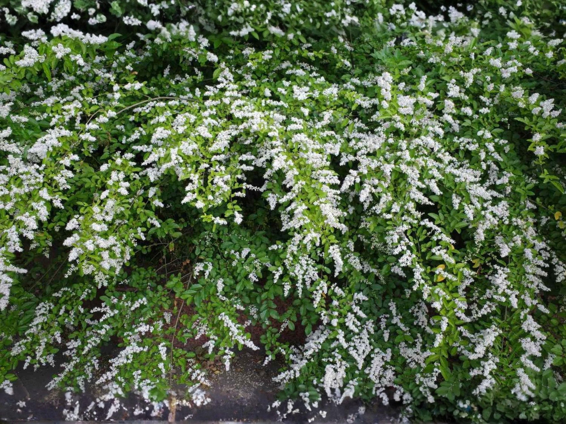 Chinese Privet Cuttings 6 Inch Ligustrum sinense Shrub for Hedge and Landscaping, White Flowers