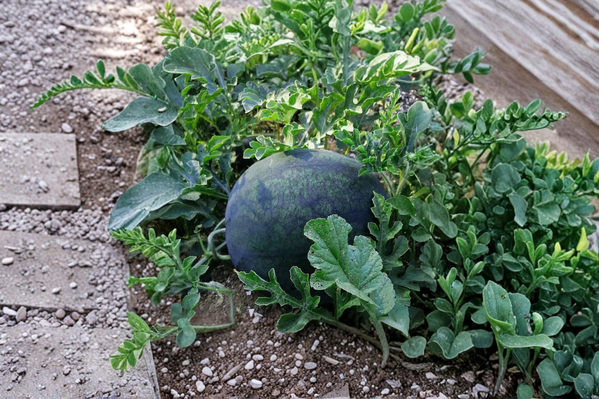 Black Diamond Watermelon Seeds | Organic Non-GMO Heirloom Giant Melon Seeds | Vigorous Vining Fruit