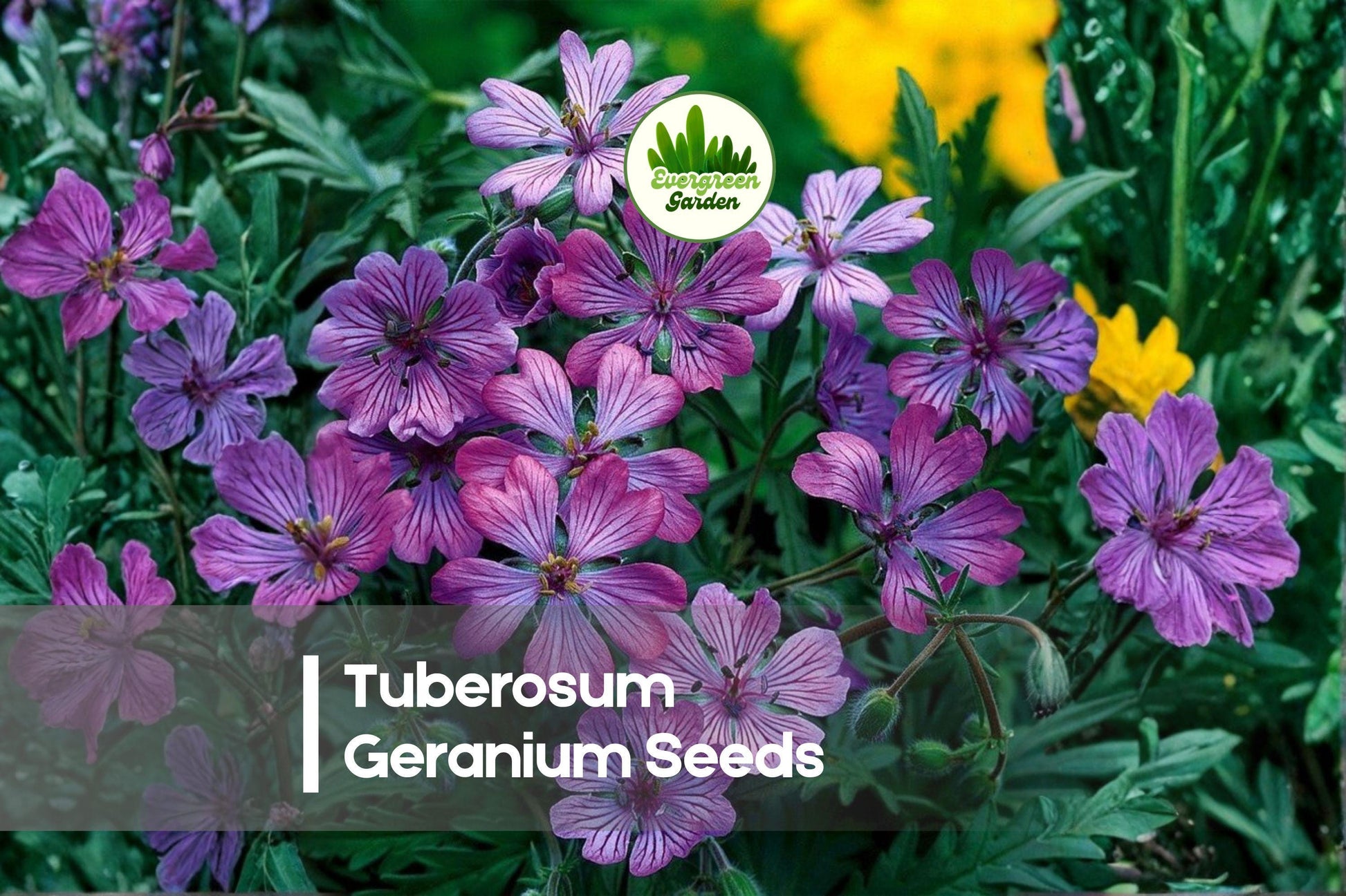 25 Tuberosum Geranium Seeds - Perennial Cranesbill Geranium with Soft Pink Flowers, Easy-Care, Pollinator-Friendly, Geranium tuberosum