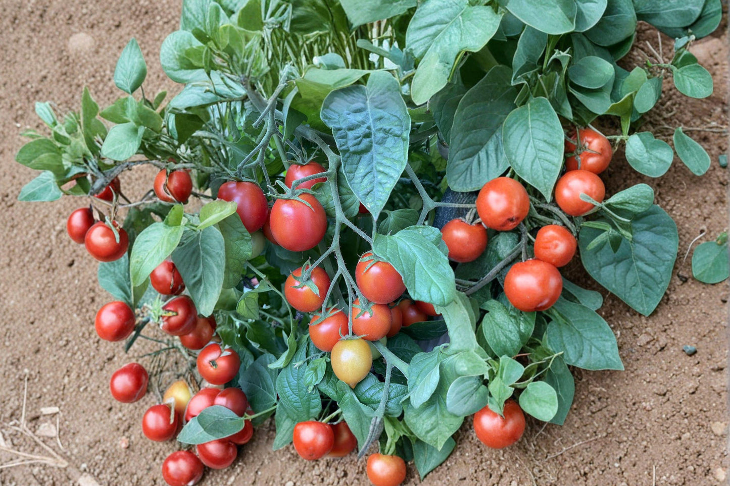 Sub Arctic Plenty Heirloom Tomato Seeds – Ultra Early Red Fruit, Cold Hardy, Determinate, Non-GMO, 120+ Seeds