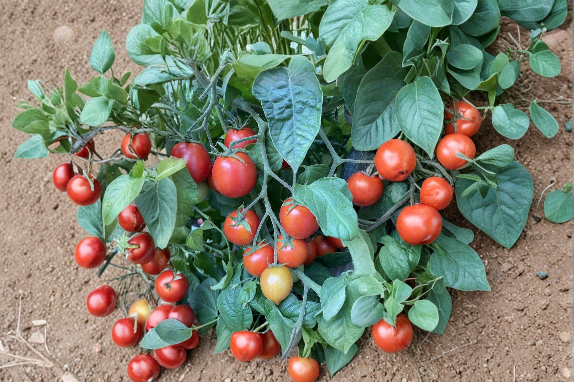 Sub Arctic Plenty Heirloom Tomato Seeds – Ultra Early Red Fruit, Cold Hardy, Determinate, Non-GMO, 120+ Seeds