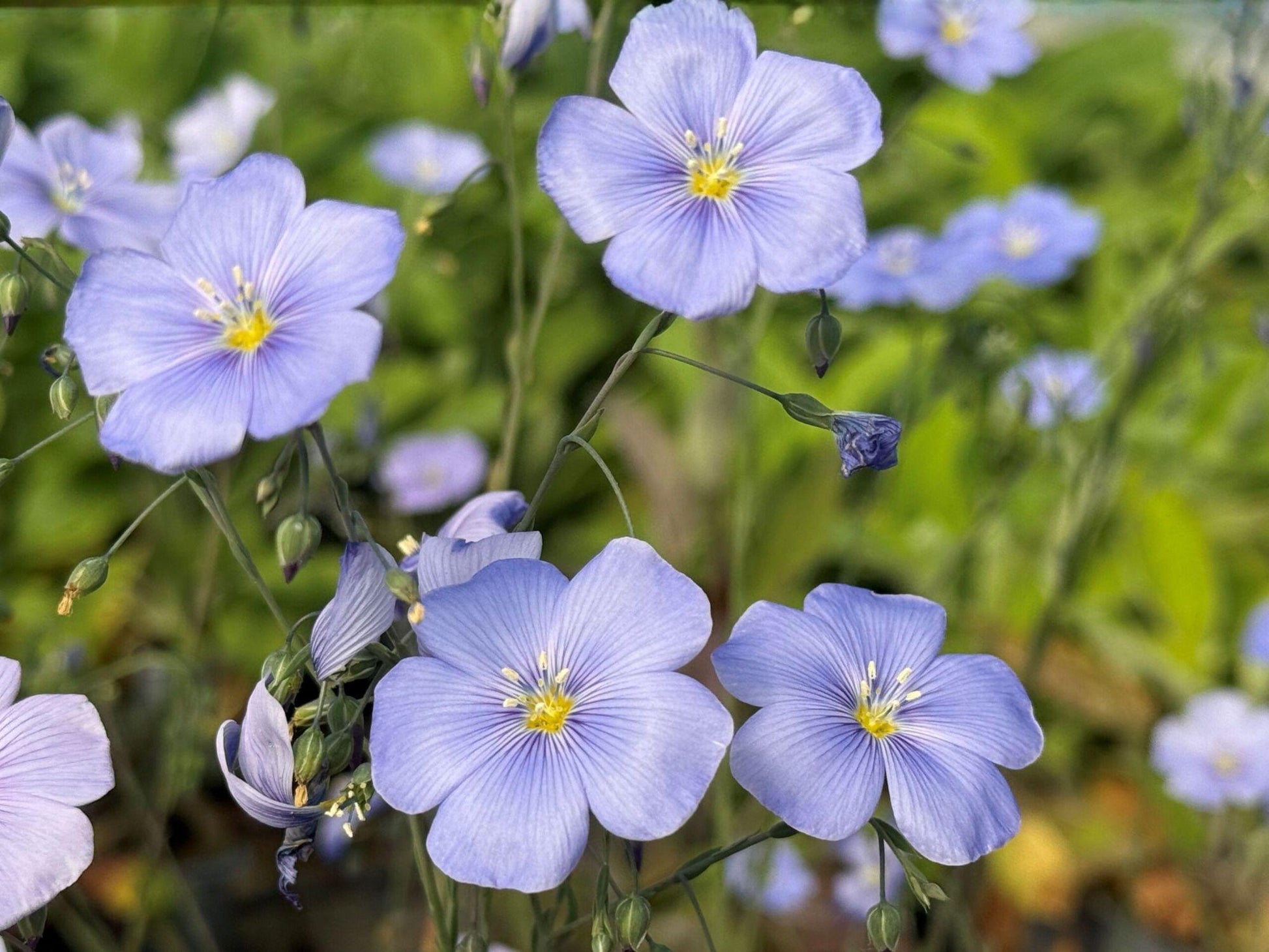 Perennial Blue Flax Seeds, Heirloom Non-GMO Wildflower for Pollinators, Linum perenne, Garden Flower, Open-Pollinated