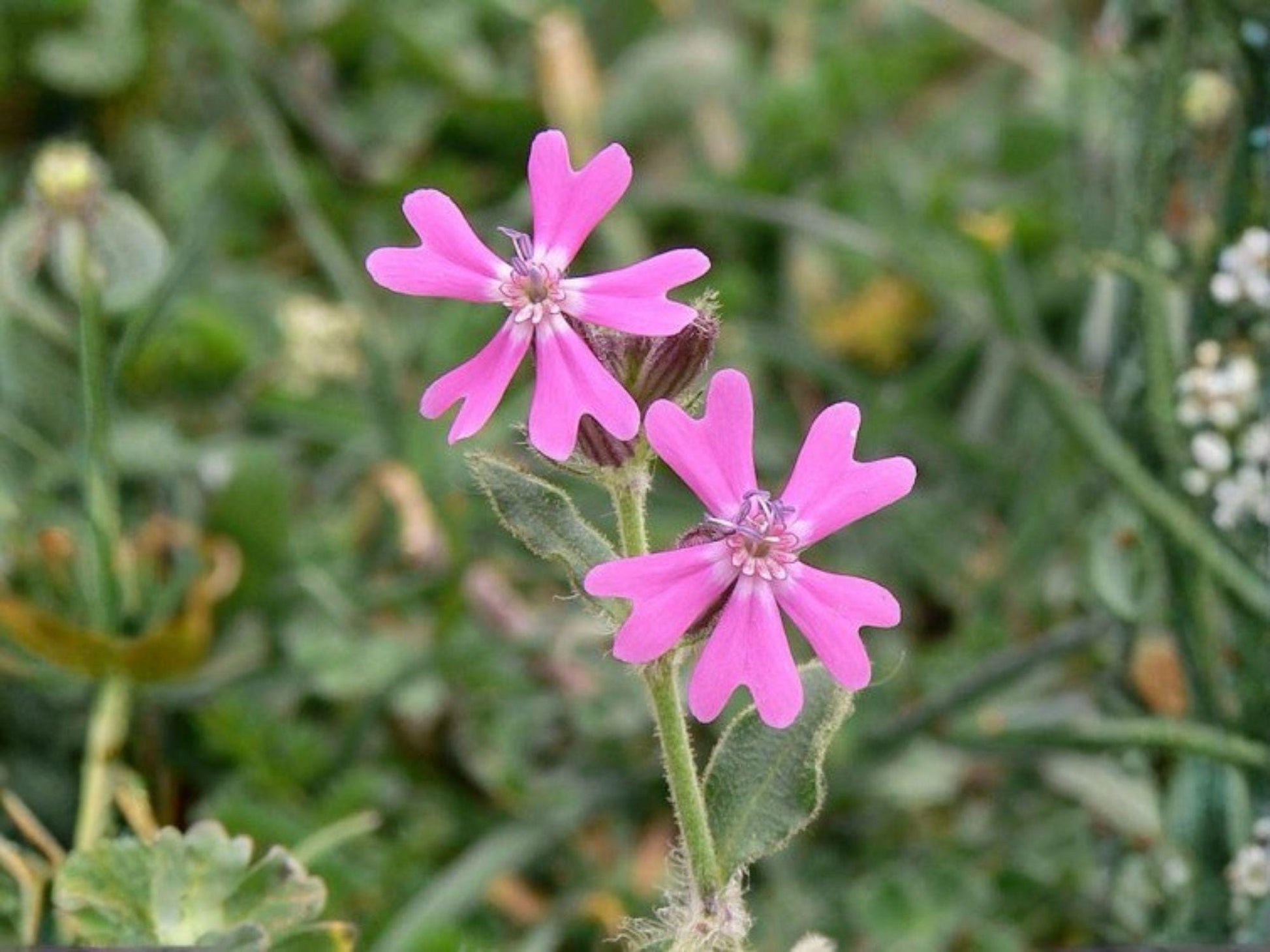 Nodding Catchfly Seeds, Pink Heirloom Flower for Gardens, Hanging Baskets, Ground Cover, Silene pendula