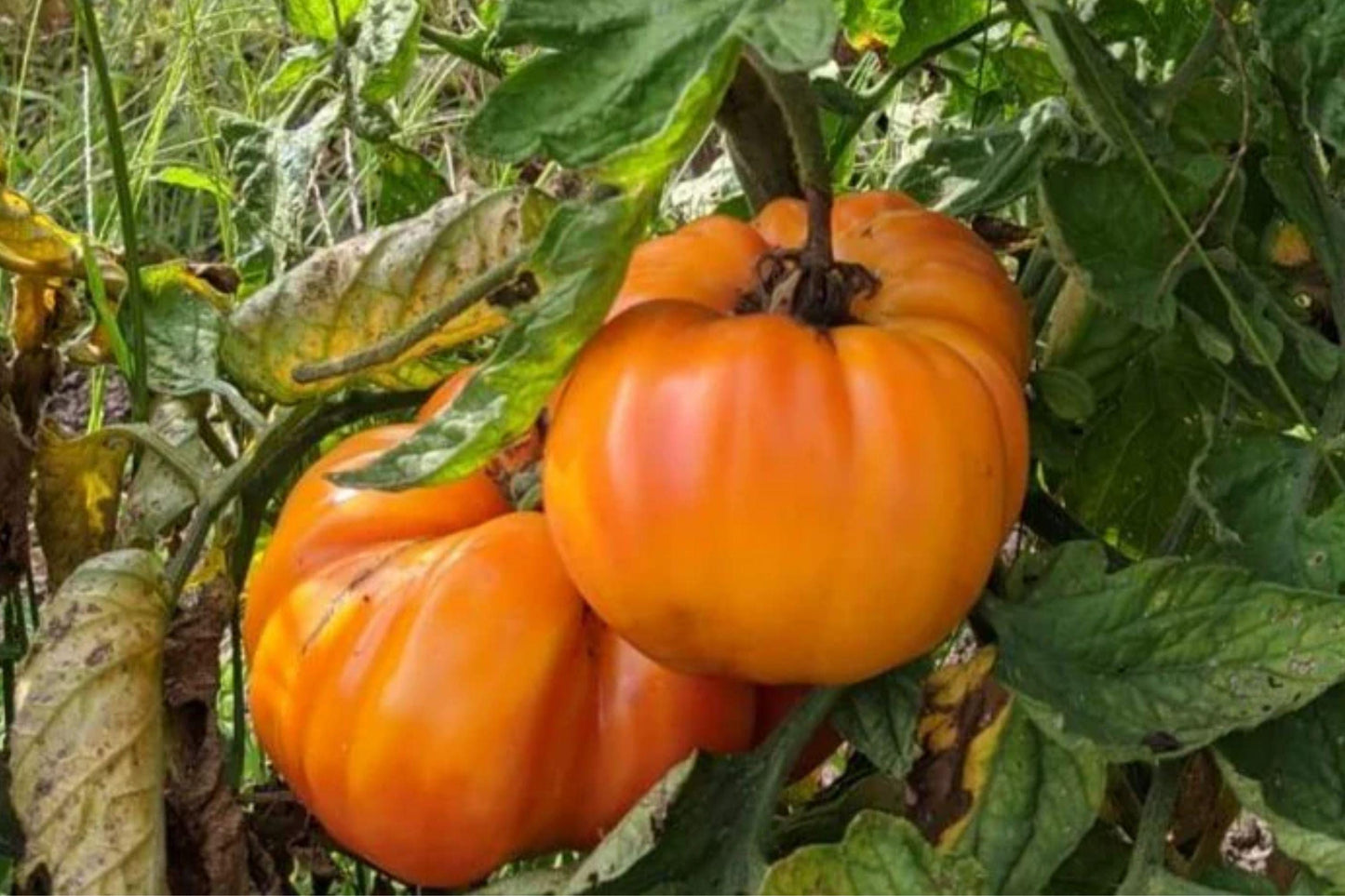 Chef's Choice Striped Tomato Seeds – Heirloom Beefsteak, High Yield, Red and Yellow Striped Solanum lycopersicum