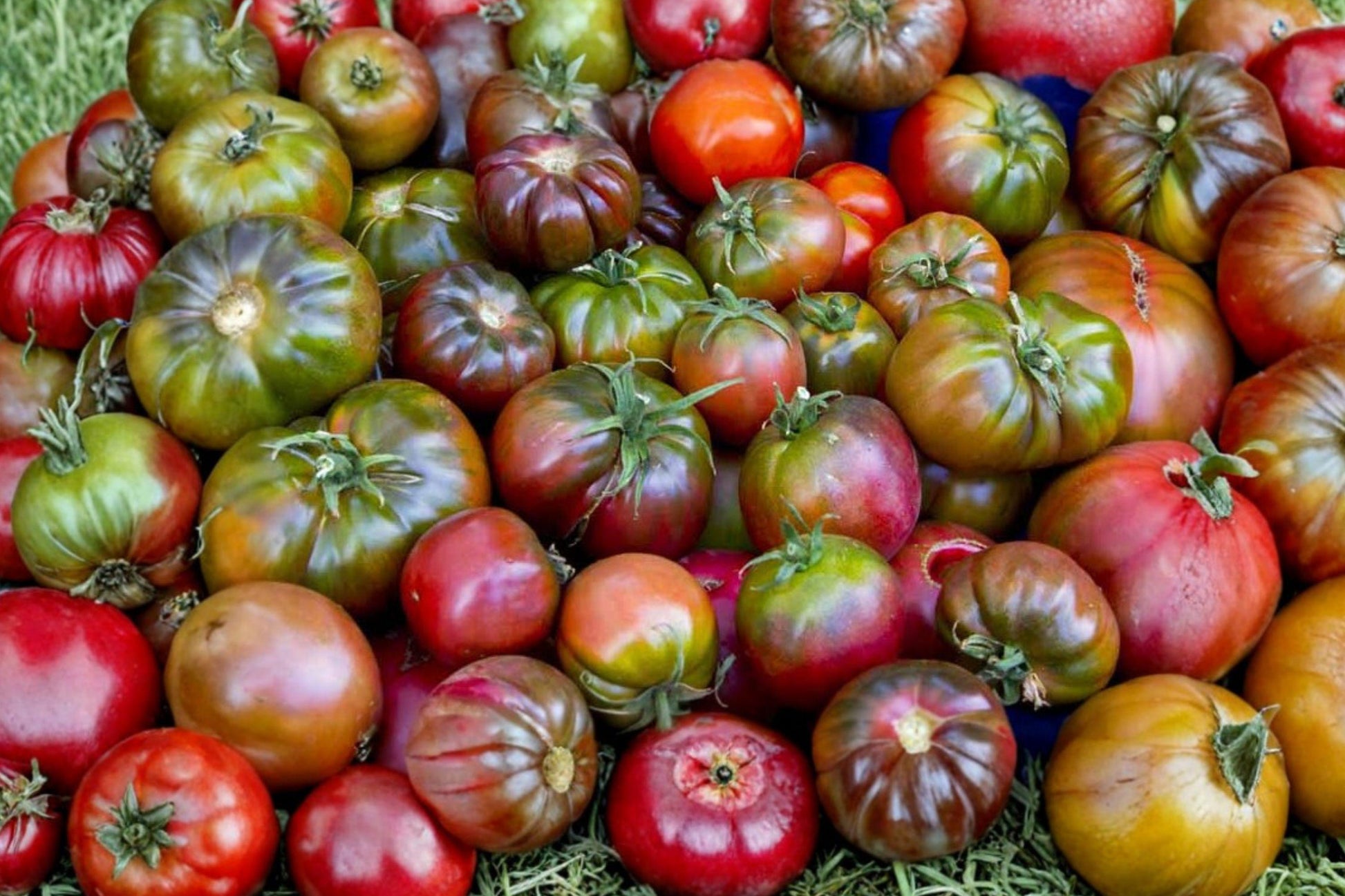 Heirloom Purple Tomato Seeds | Beefsteak Variety | Gourmet Flavor | Solanum lycopersicum