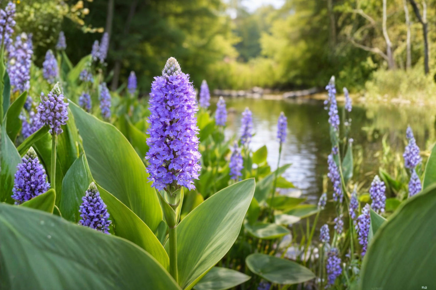 Pickerelweed Seeds - Native Aquatic Plant for Ponds & Wetlands - Pontederia cordata - Vibrant Purple-Blue Flowers, Pollinator-Friendly