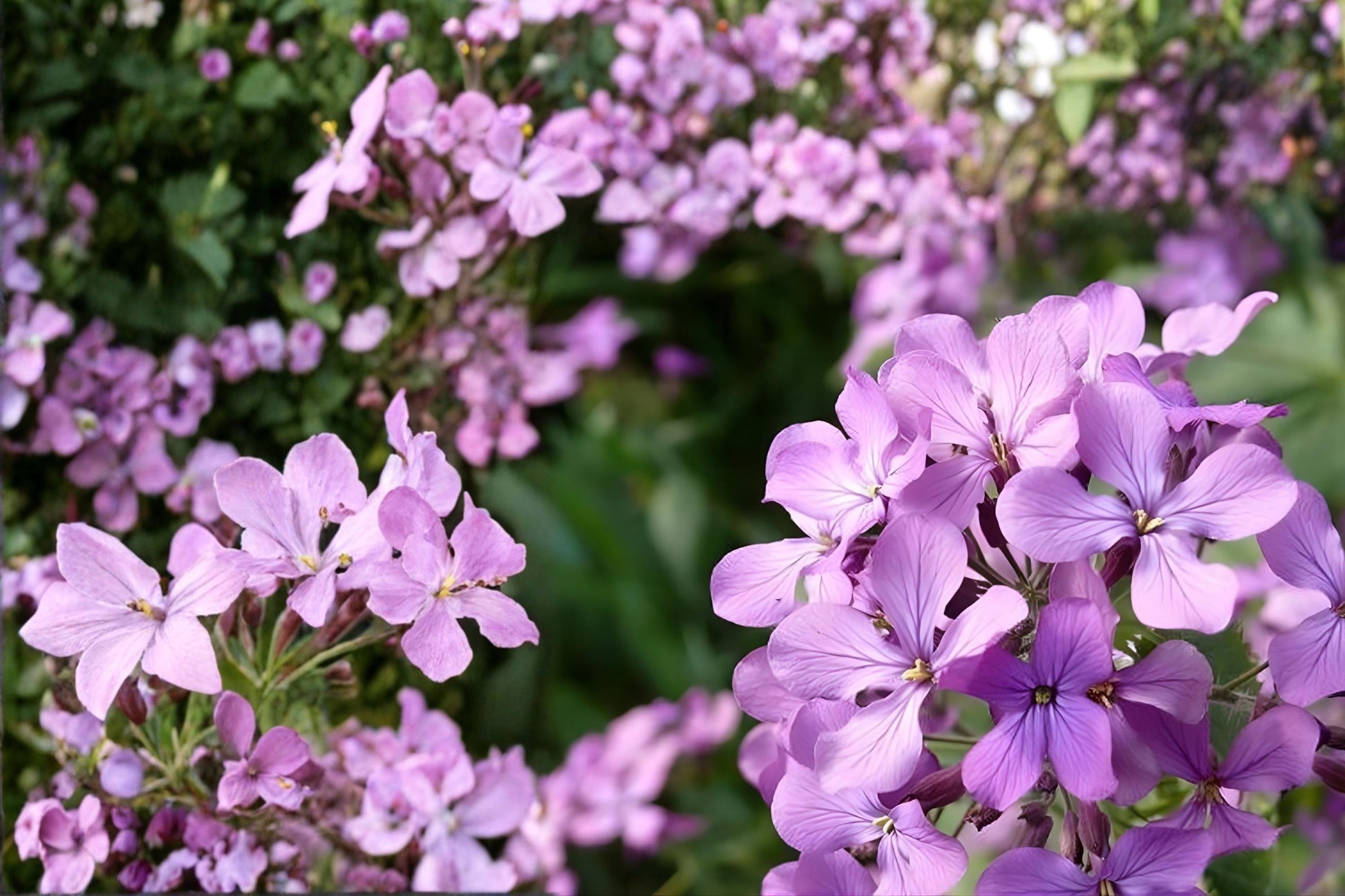 Evening Scented Stock Seeds (Matthiola longipetala) – Fragrant Flower Seeds for Night Perfume, Purple, Pink & White Blooms, Easy to Grow