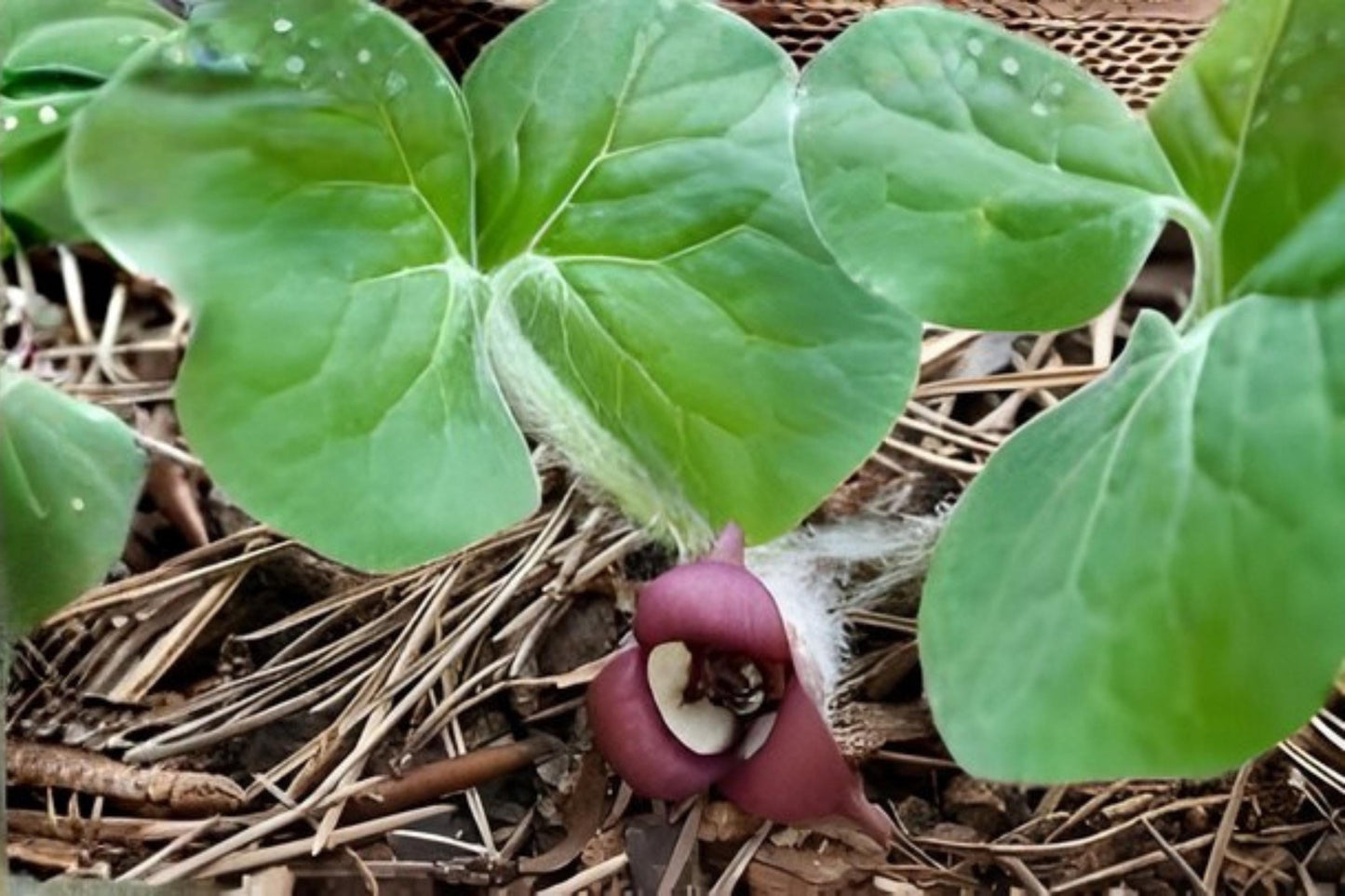 Wild Ginger Seeds, Native Woodland Plant, Heart-Shaped Leaves, Asarum canadense, Shade Garden Ground Cover, Native Plant Seeds