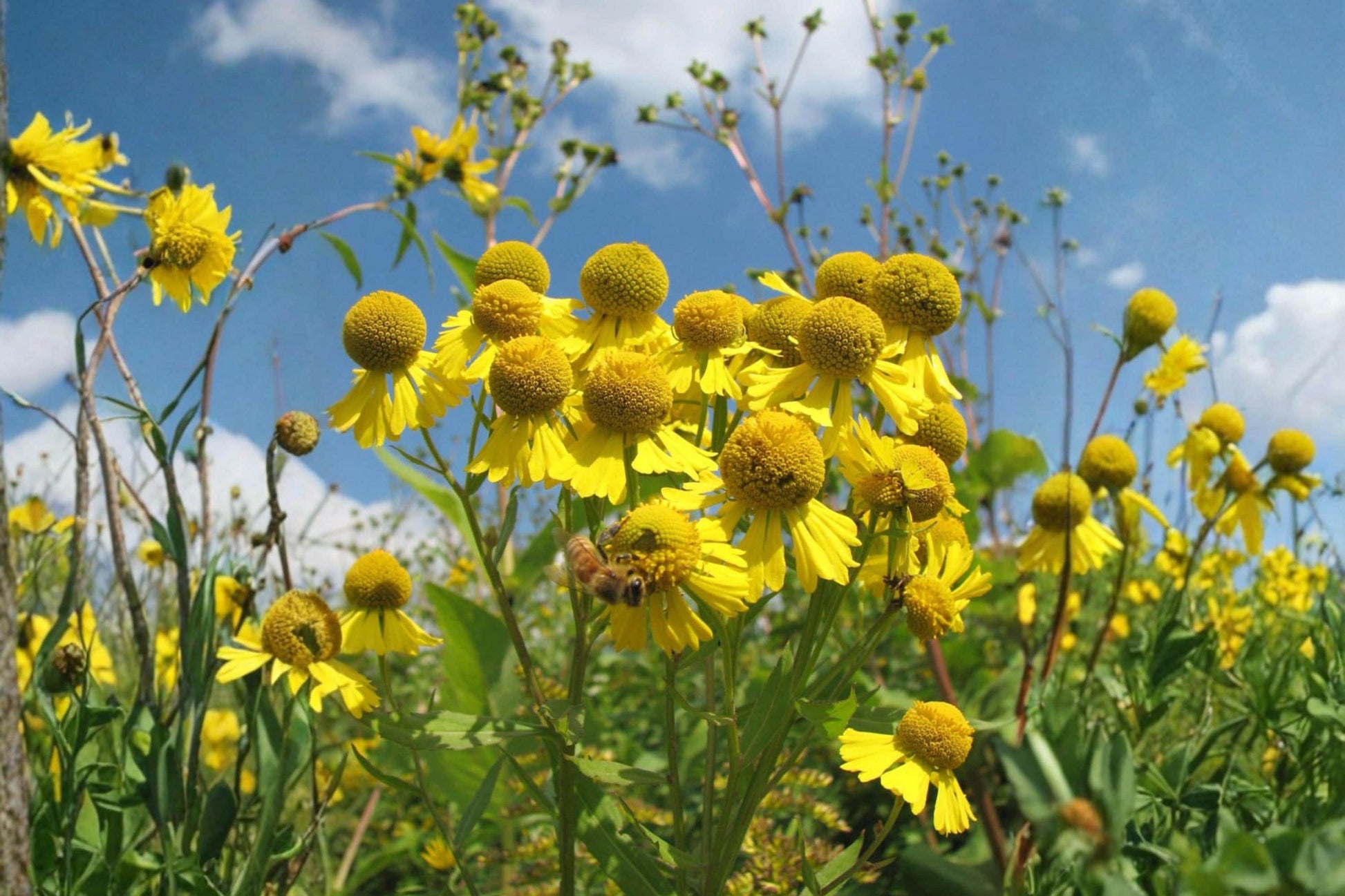 Autumn Sneezeweed Seeds (100) | Native Wildflower with Golden-Yellow Daisy-Like Blooms | Helenium autumnale
