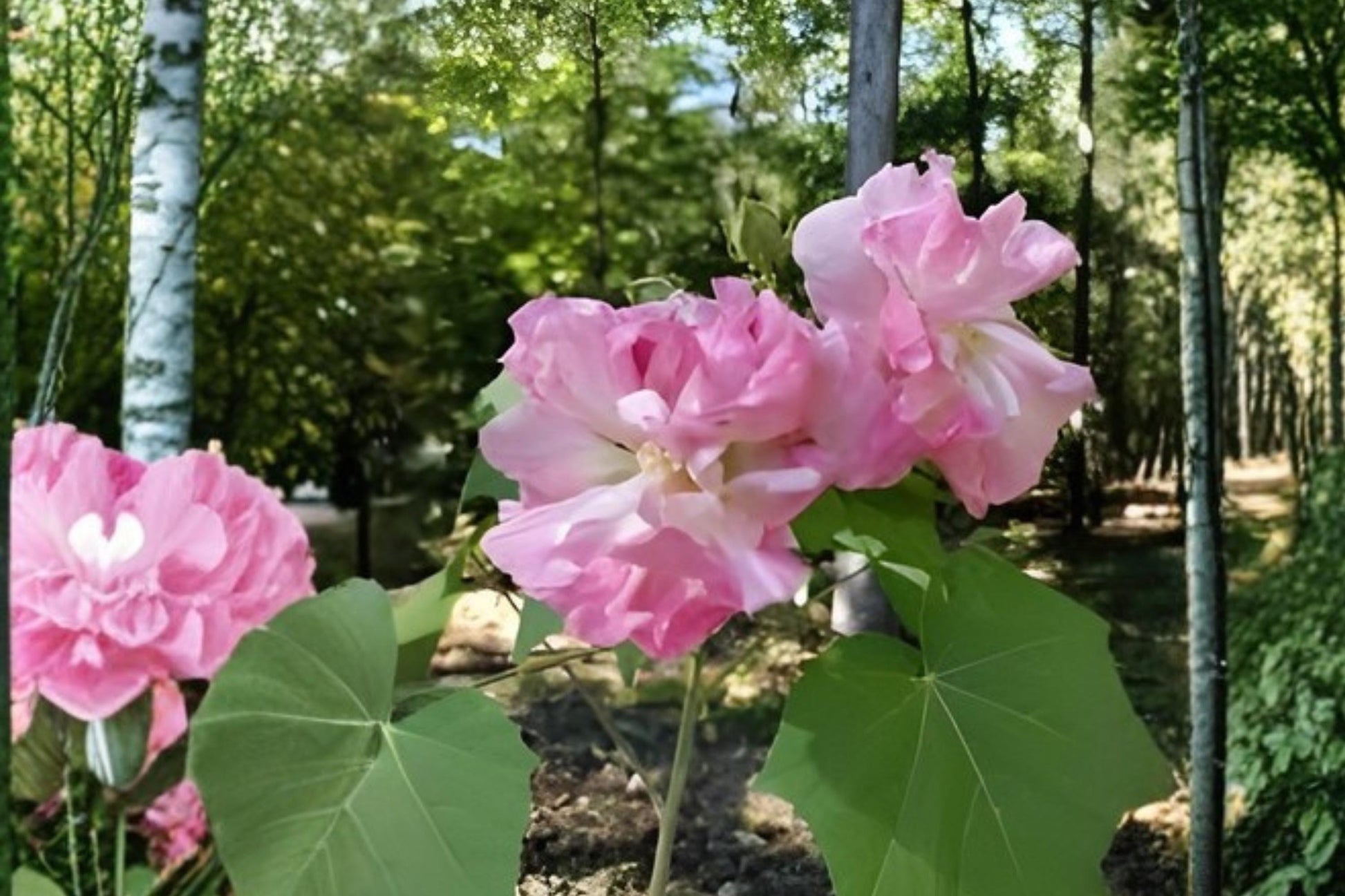 Confederate Rose Seeds (10) | Hibiscus paramutabilis | Ornamental Flower with Large Blooms