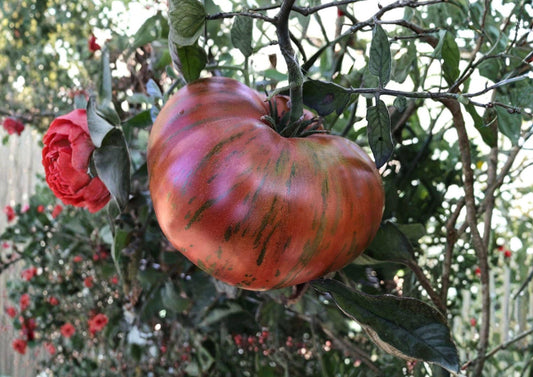 Chocolate Stripe Tomato Seeds - Heirloom Non-GMO Solanum Lycopersicum, Striped Dark Tomato, Gourmet Garden Planting Seeds