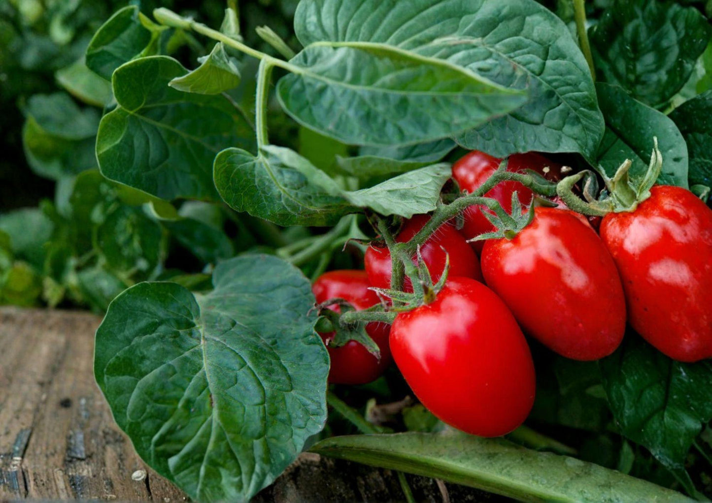 120+ Roma Tomato Seeds Heirloom Non-GMO Solanum lycopersicum Paste Tomato for Canning & Sauce