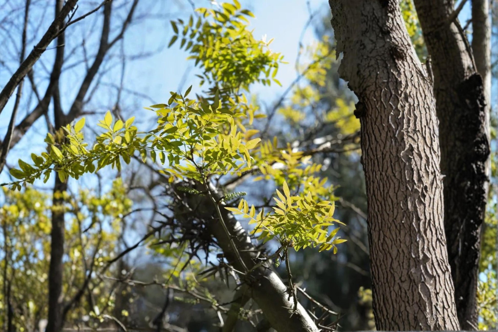 Chinese Honeylocust Seeds – Gleditsia sinensis, Ornamental Deciduous Tree with Long Seed Pods