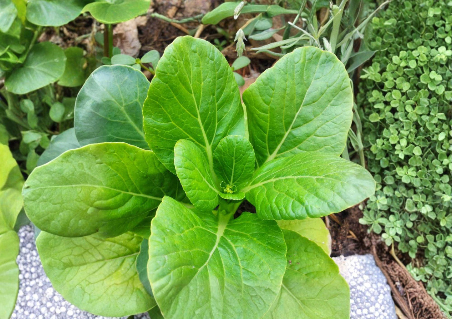 Pak Choi Seeds Dwarf White Stem Brassica Rapa Heirloom Non-GMO Asian Cabbage for Garden, Container, and Organic Farming