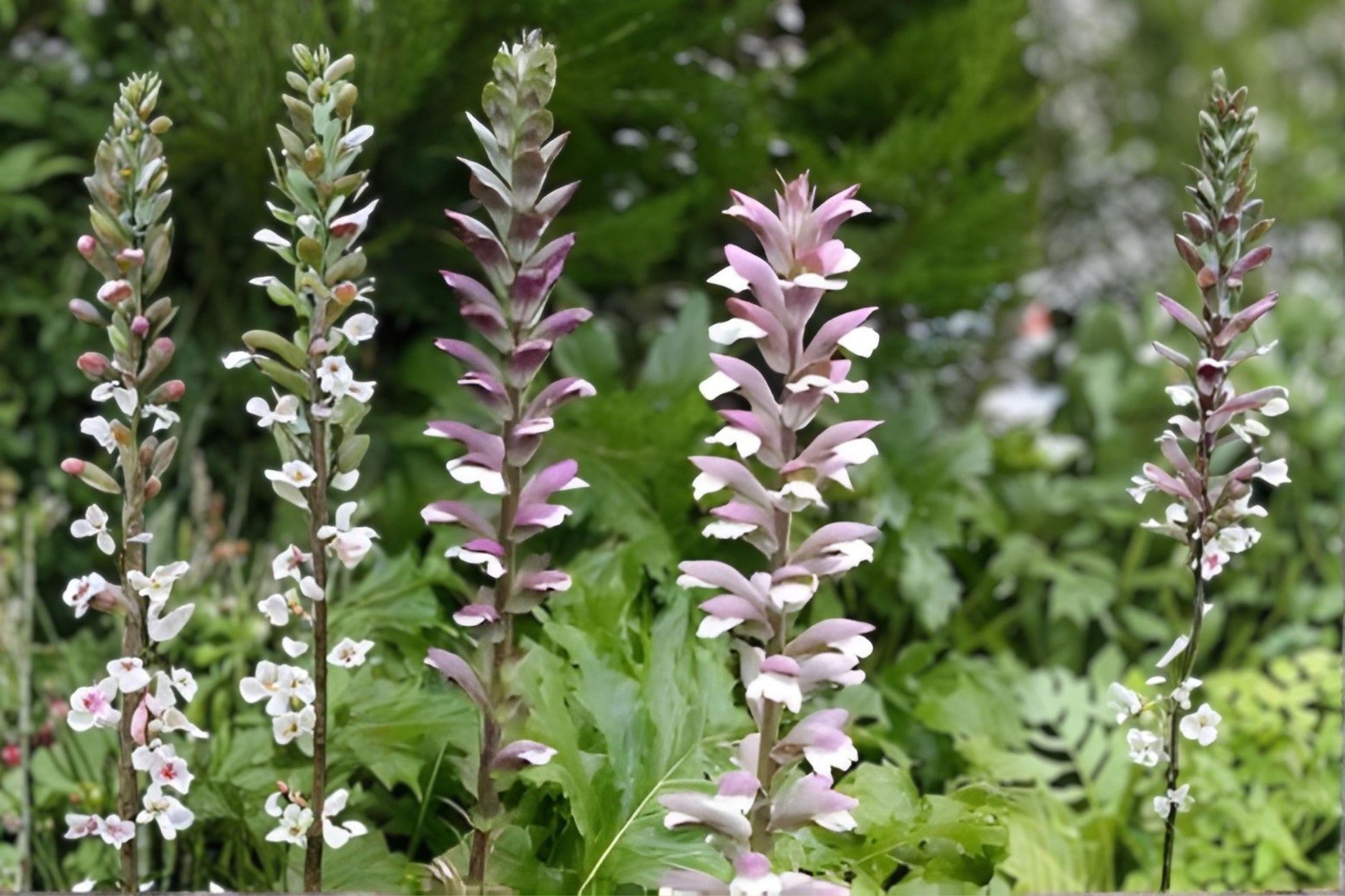 Bear’s Breeches Plant | Acanthus mollis | Purple White Flower Perennial Shrub | Hardy Bare Root Live Plant