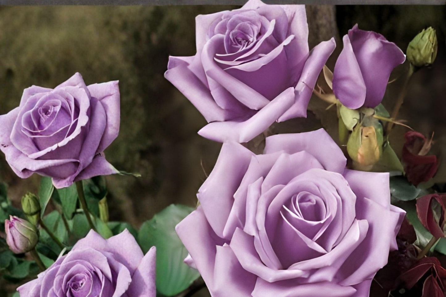 Blue Girl Rose Cuttings | Lavender Hybrid Tea Rose with Fragrant Blooms | Rosa ‘Blue Girl’ | 3 Live Unrooted Cuttings