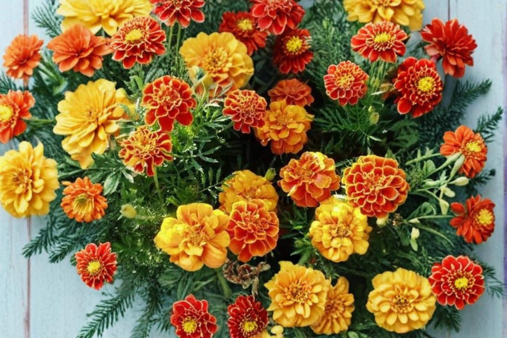 French Marigold Seeds – Petite Pack of 100, Tagetes patula, Compact Annual Flower with Yellow, Orange & Red Blooms